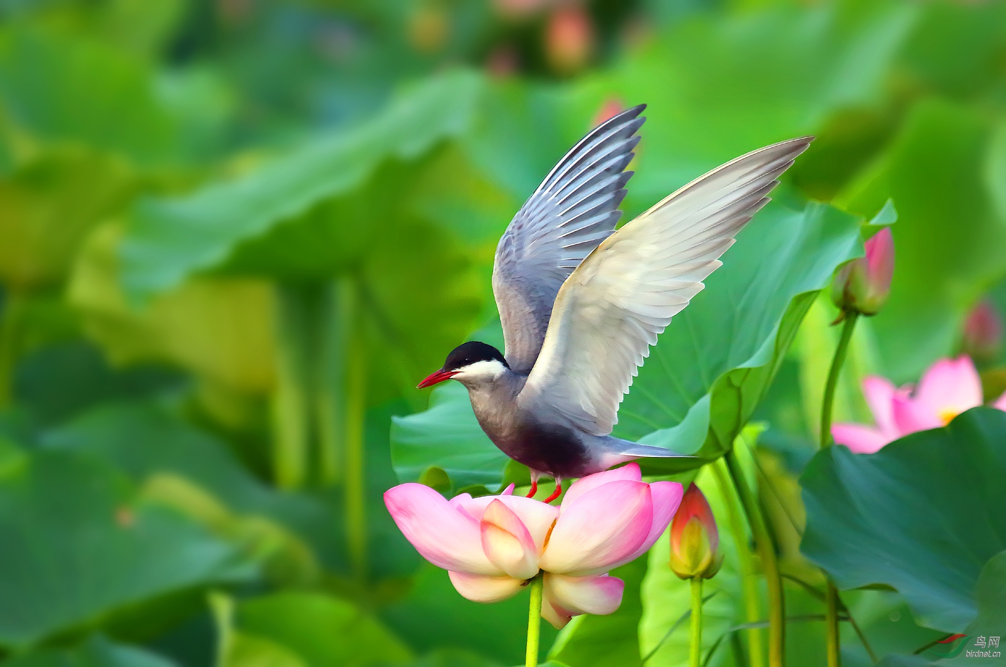 荷花仙子