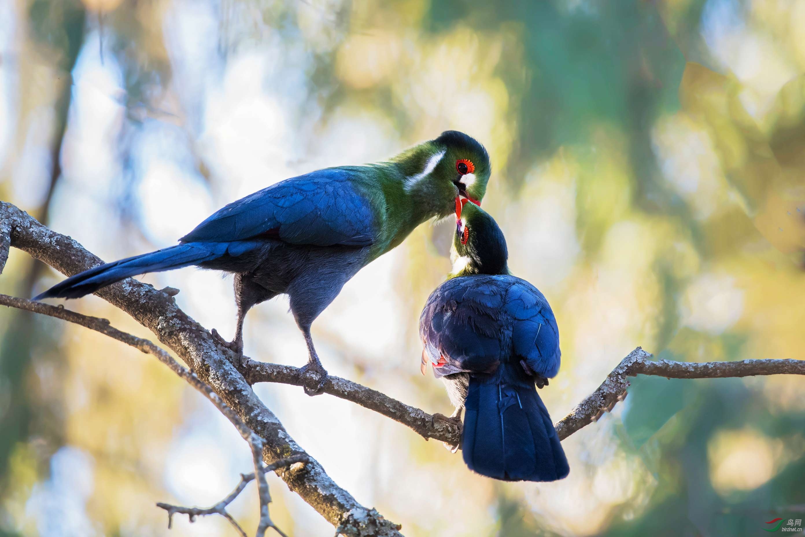 吻(白颊蕉鹃)(祝贺荣获首页精华!