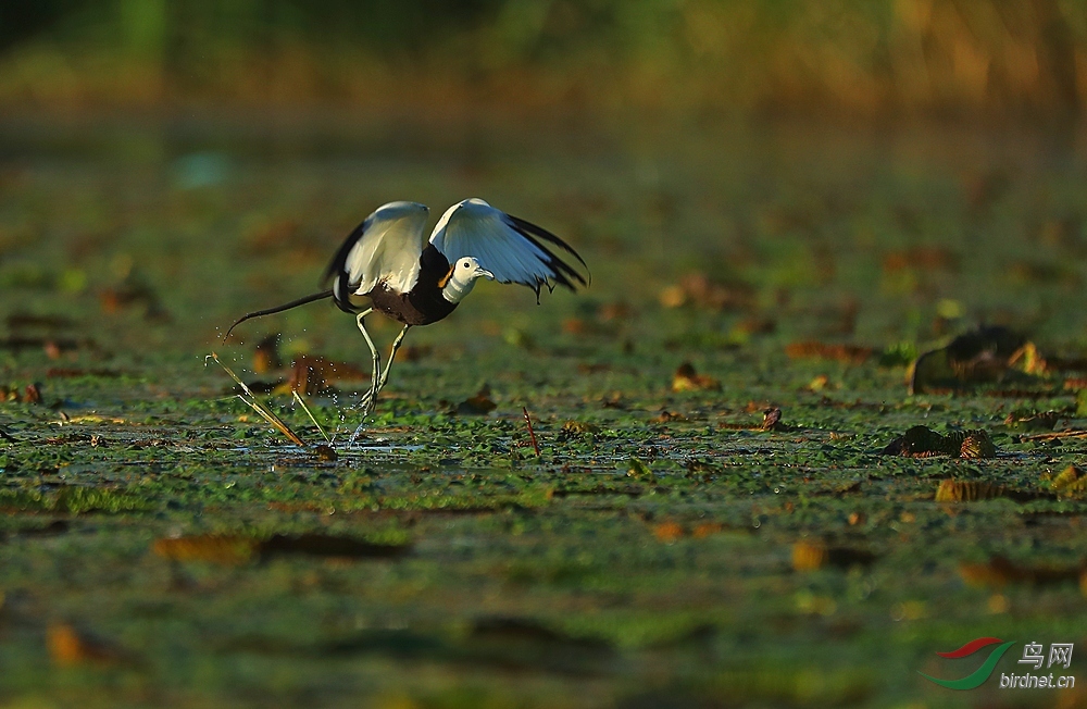 大脚仙——水雉!
