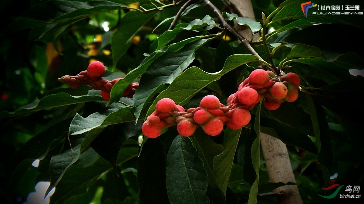 【花卉欣赏】玉兰蓇葖果