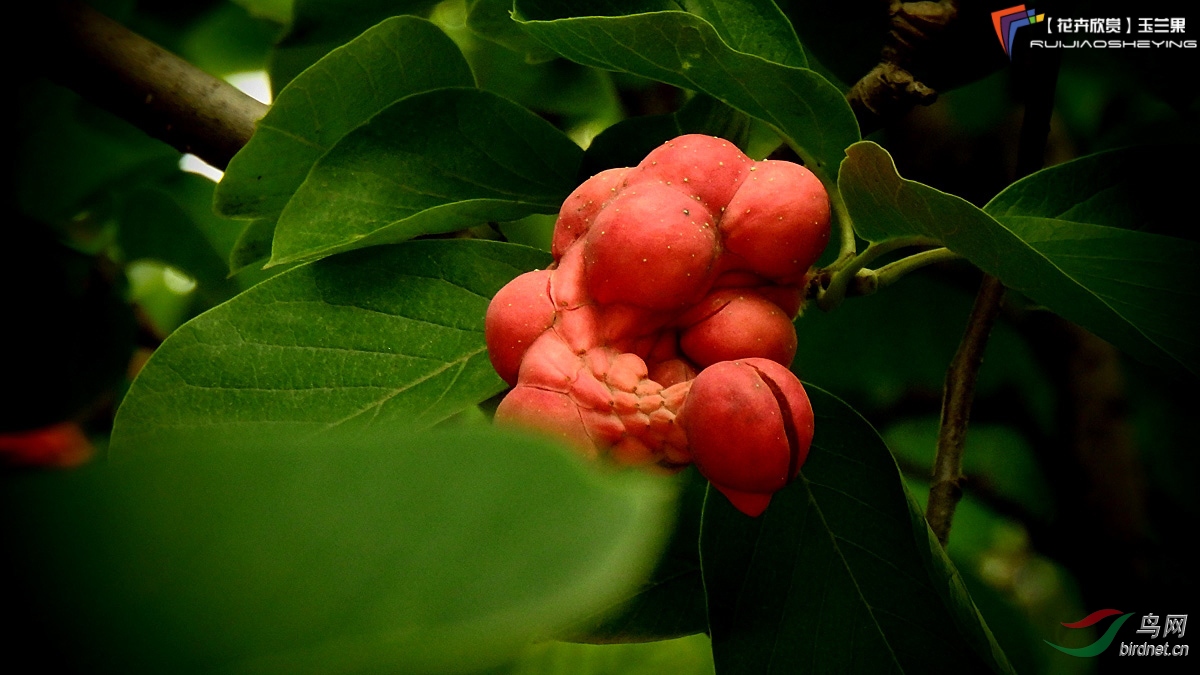 【花卉欣赏】玉兰蓇葖果