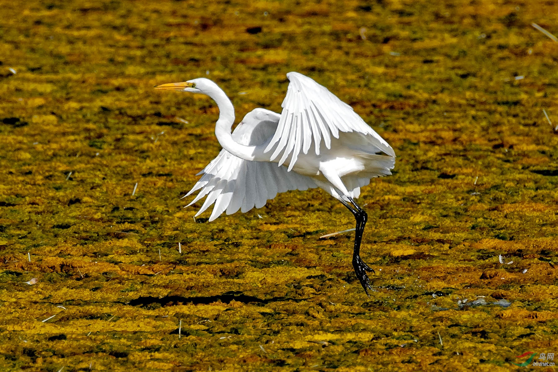 20171001shoreline鹭鸶3 - 水鸟版 鸟网