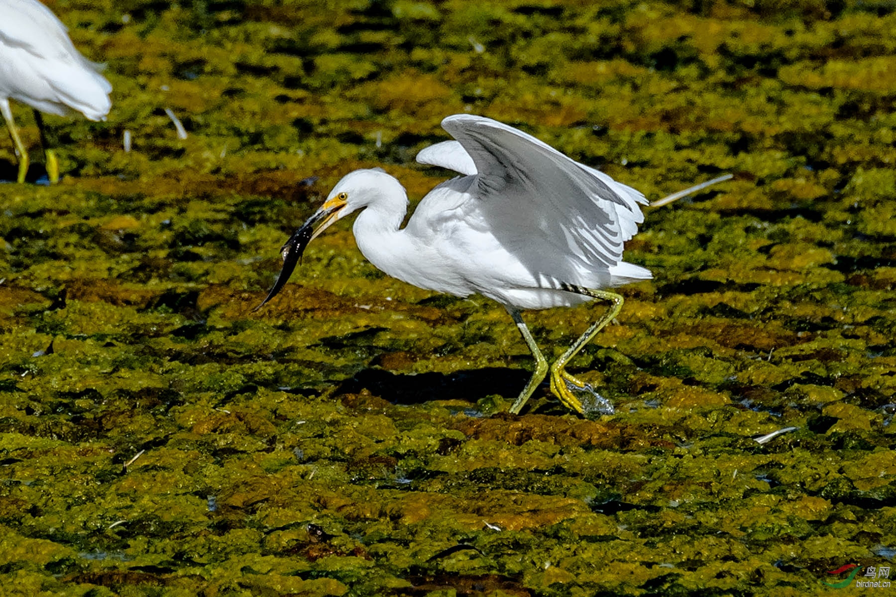 20171001shoreline鹭鸶4 - 水鸟版 鸟网
