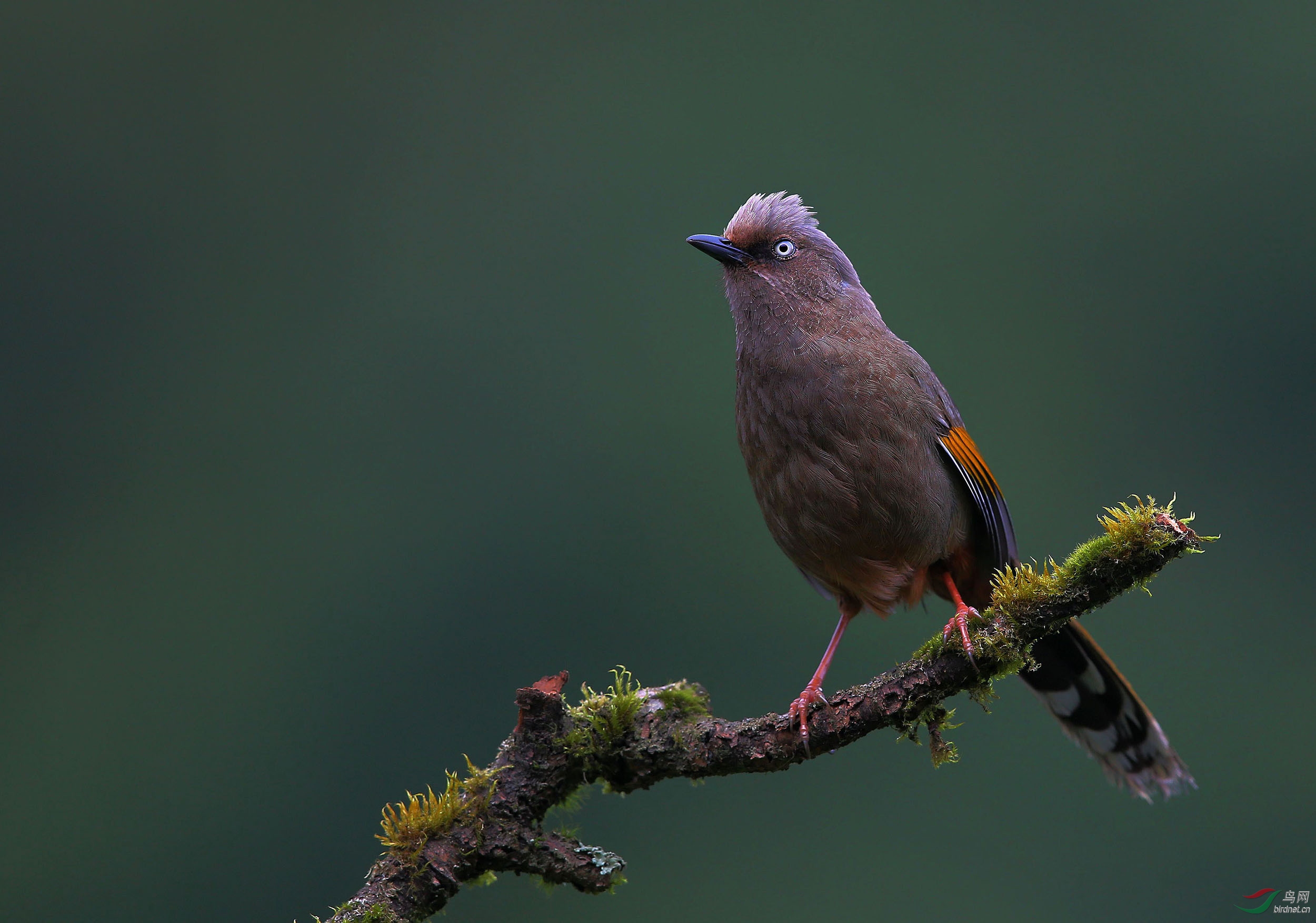 橙翅噪鶥金佛山