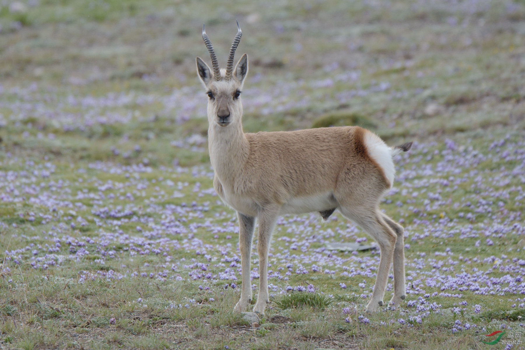 藏原羚祝贺荣获鸟网首页精华
