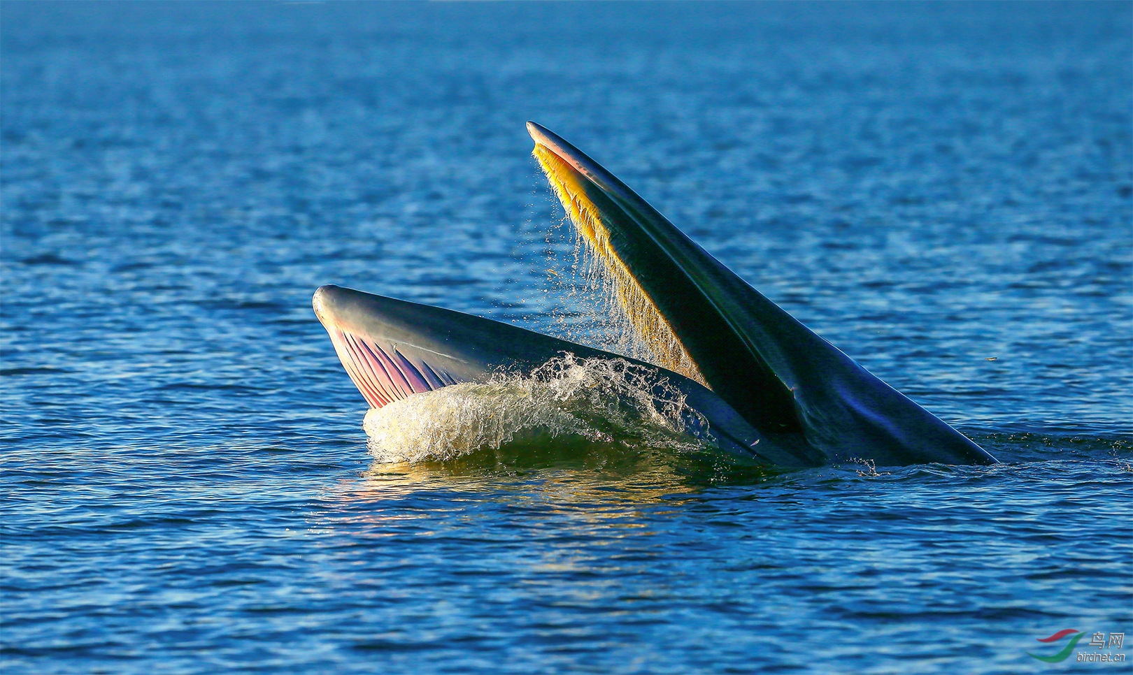 布氏鲸(祝贺荣获动物精华)