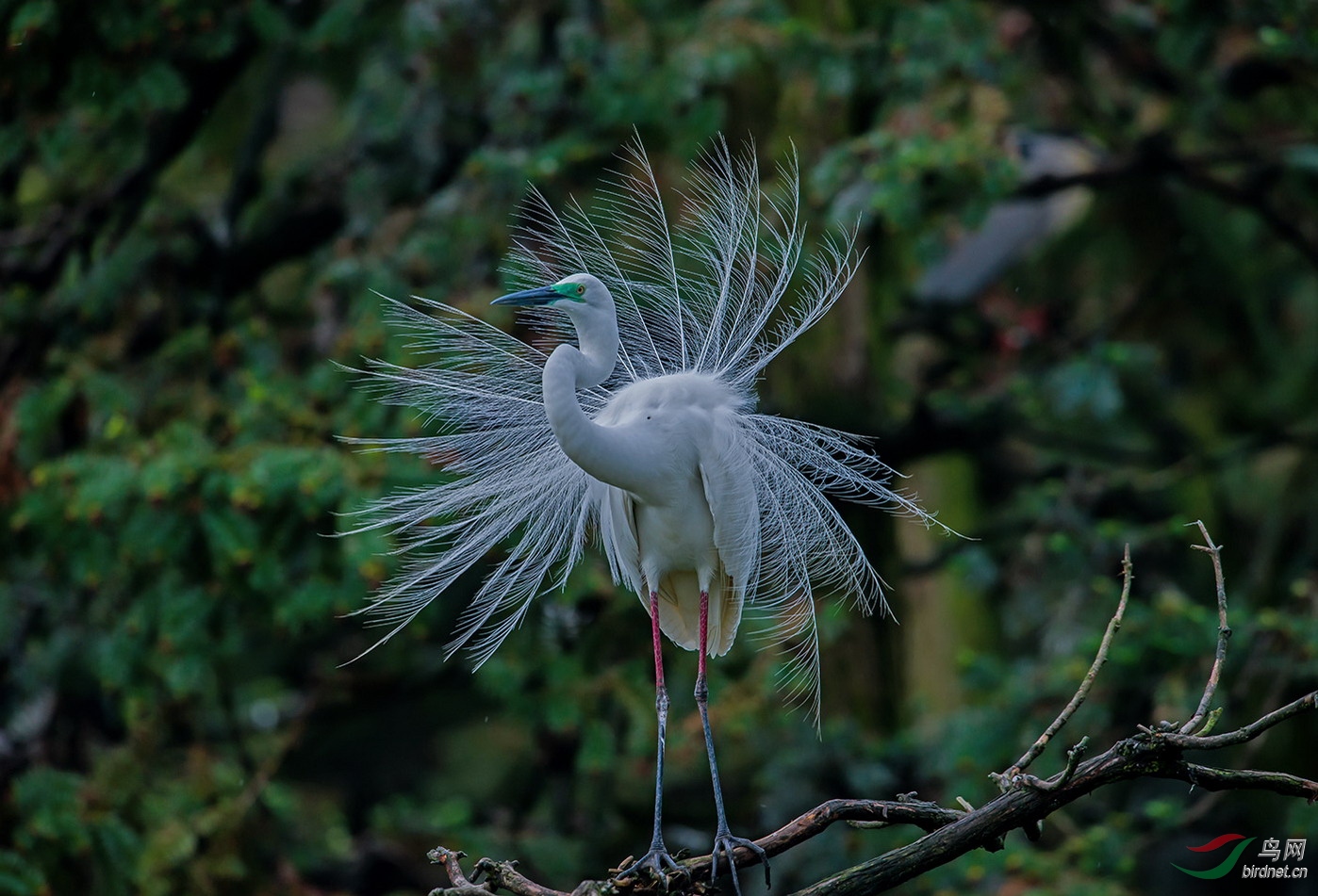 白鹭也开屏