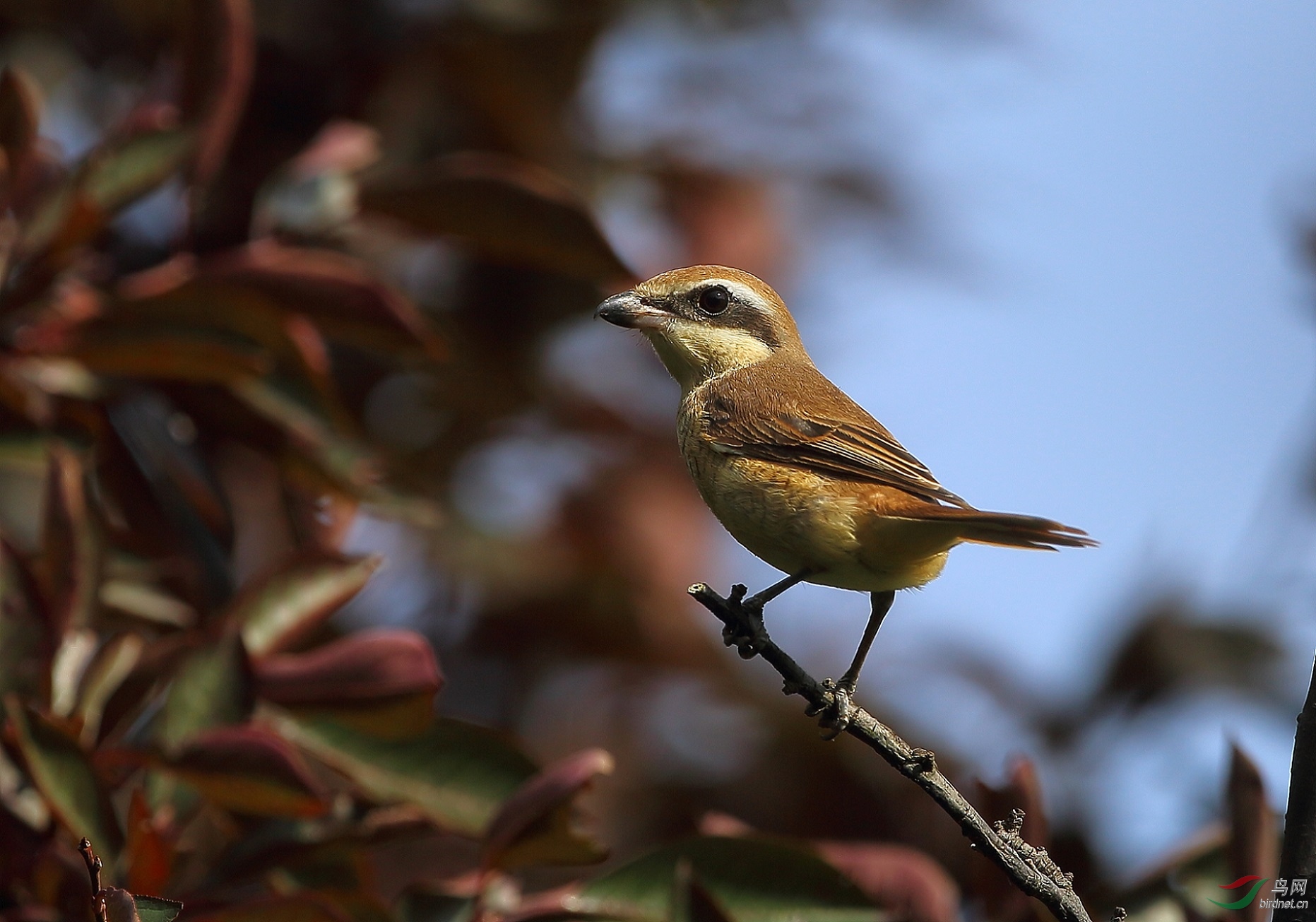 大连海大综合楼前拍摄