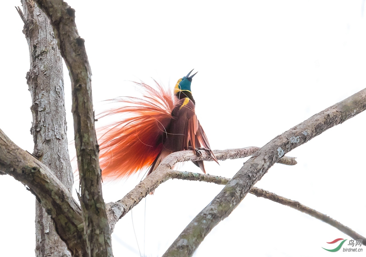 bird-of-paradise