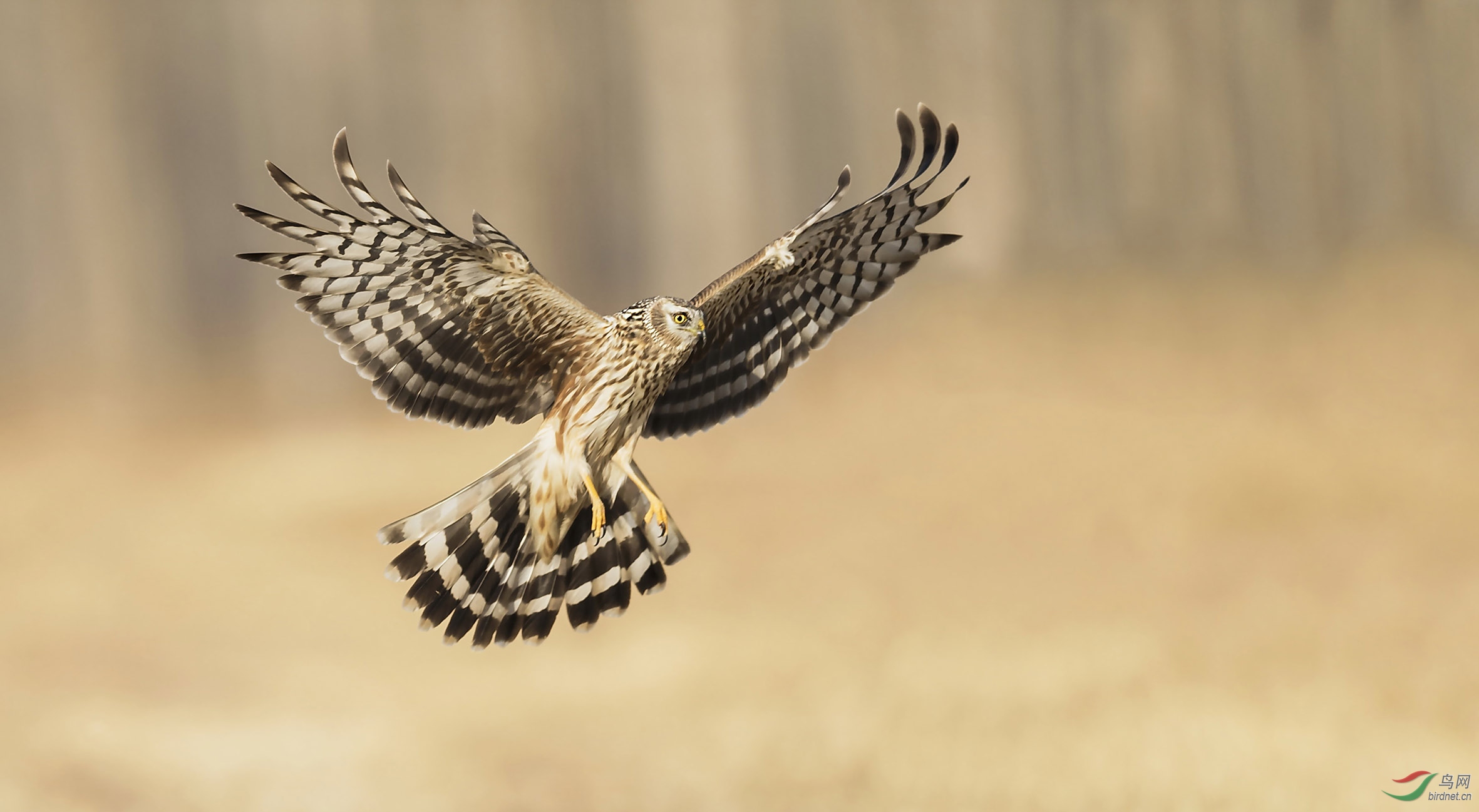 俯冲后垂直升空的白尾鹞【恭贺老师荣获首页精华】