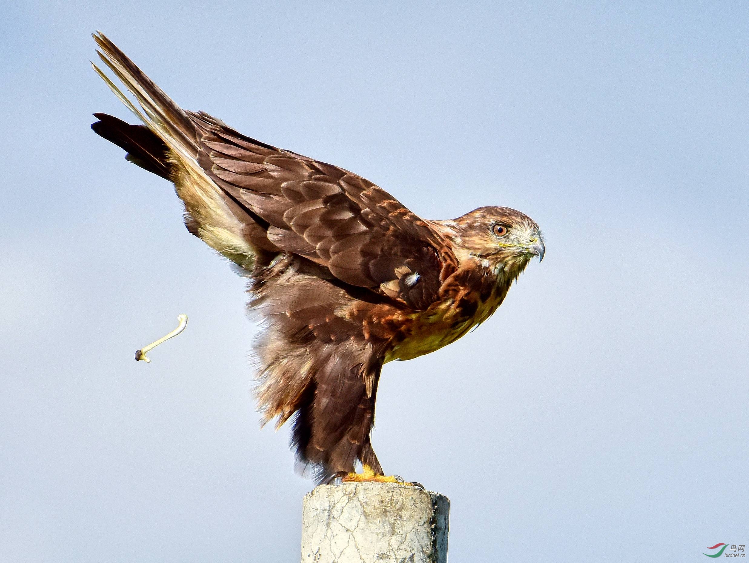 草原雄鹰—毛脚鵟
