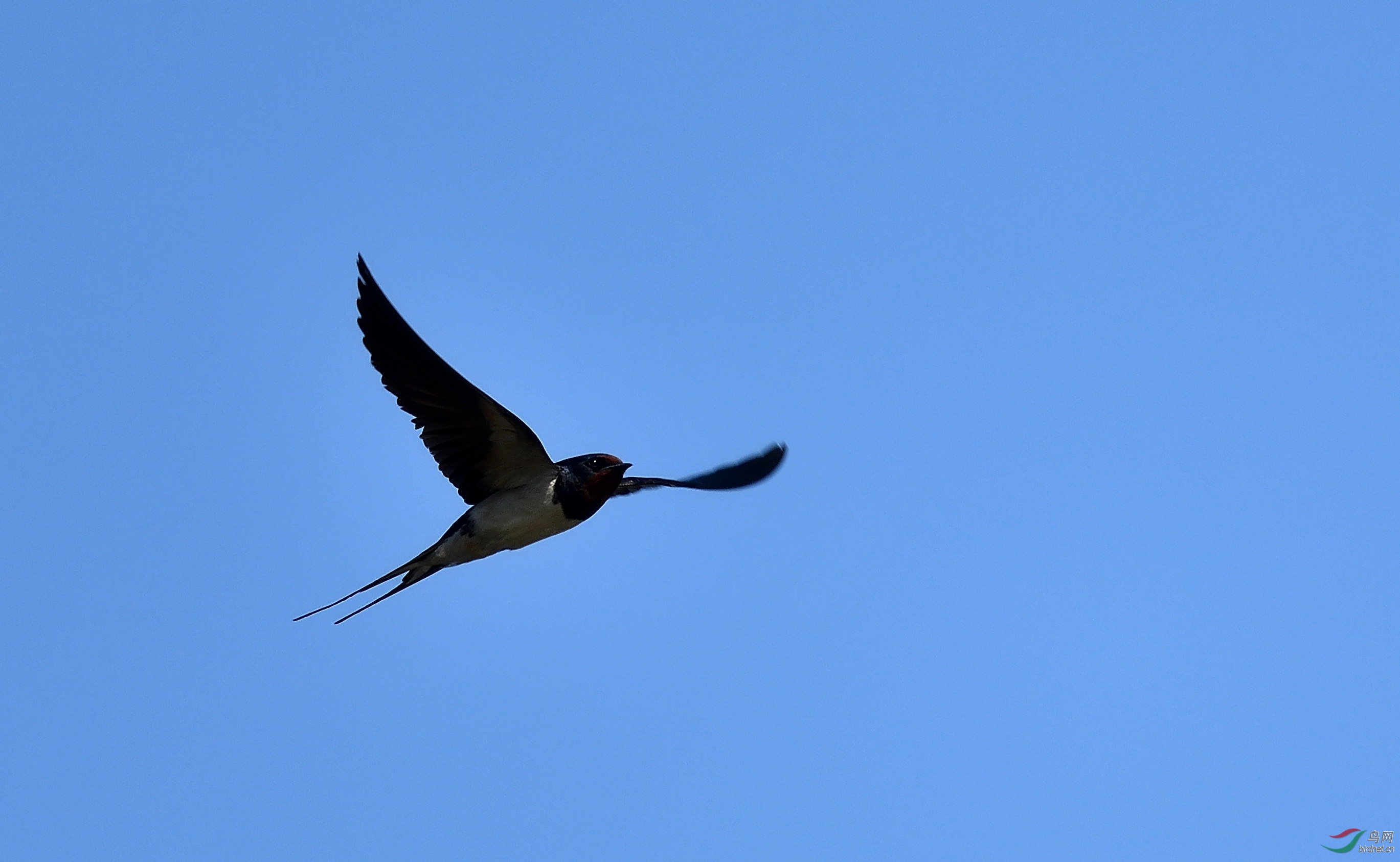 追拍飞燕  凝固瞬间         燕子相对于其它鸟类