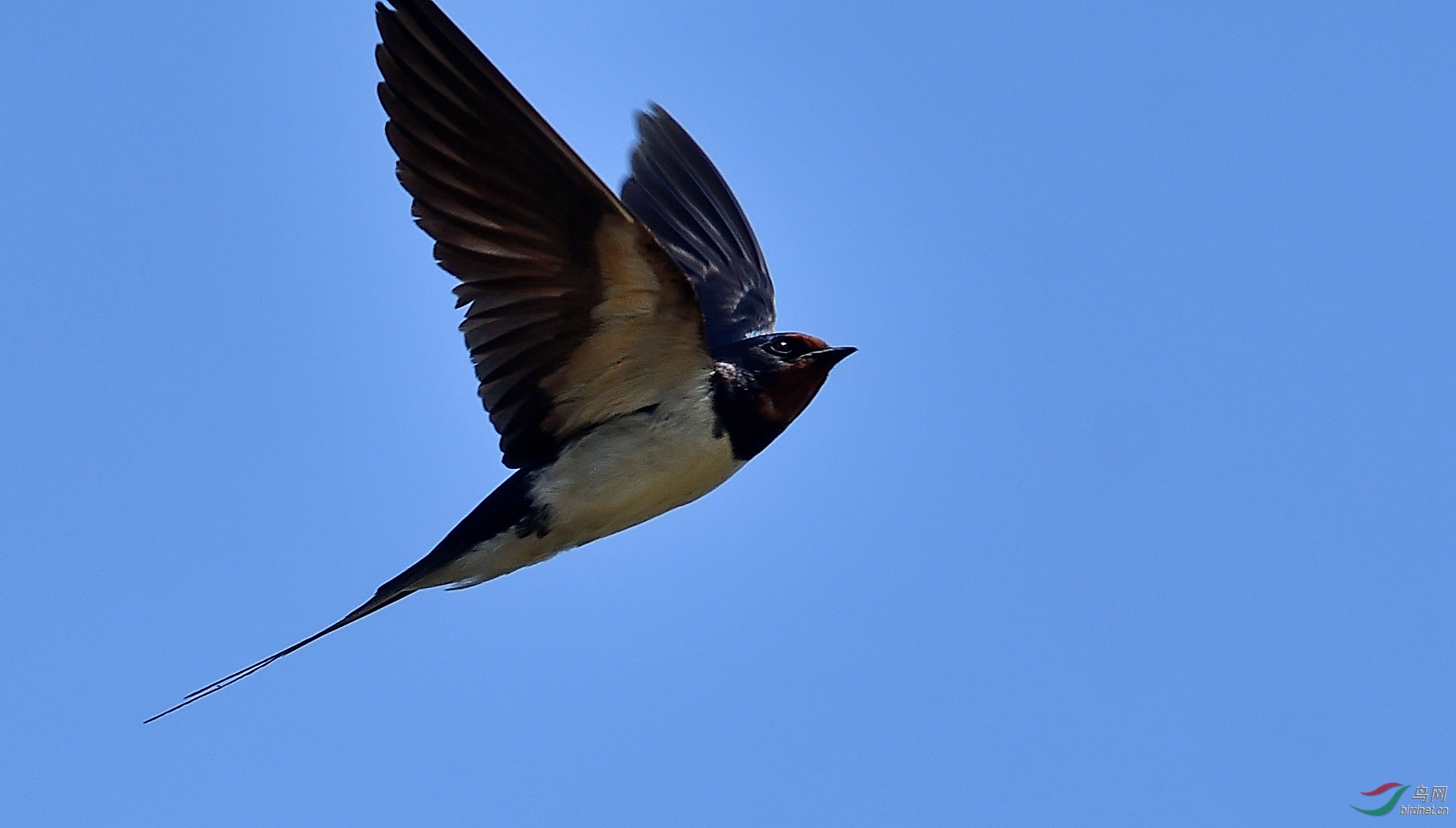风的味道:飞燕集(荣获首页图文精华)