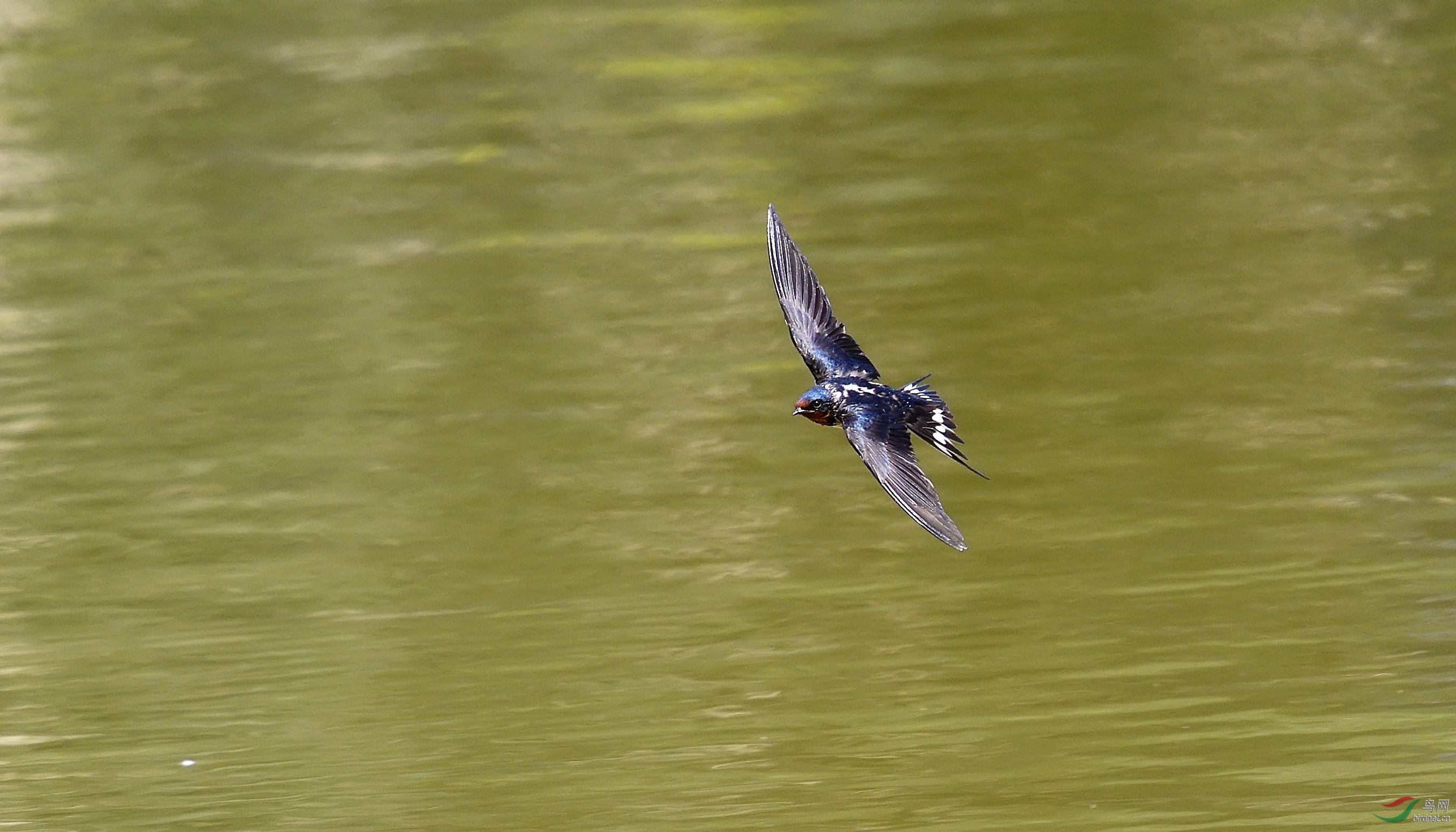 风的味道:飞燕集(荣获首页图文精华)