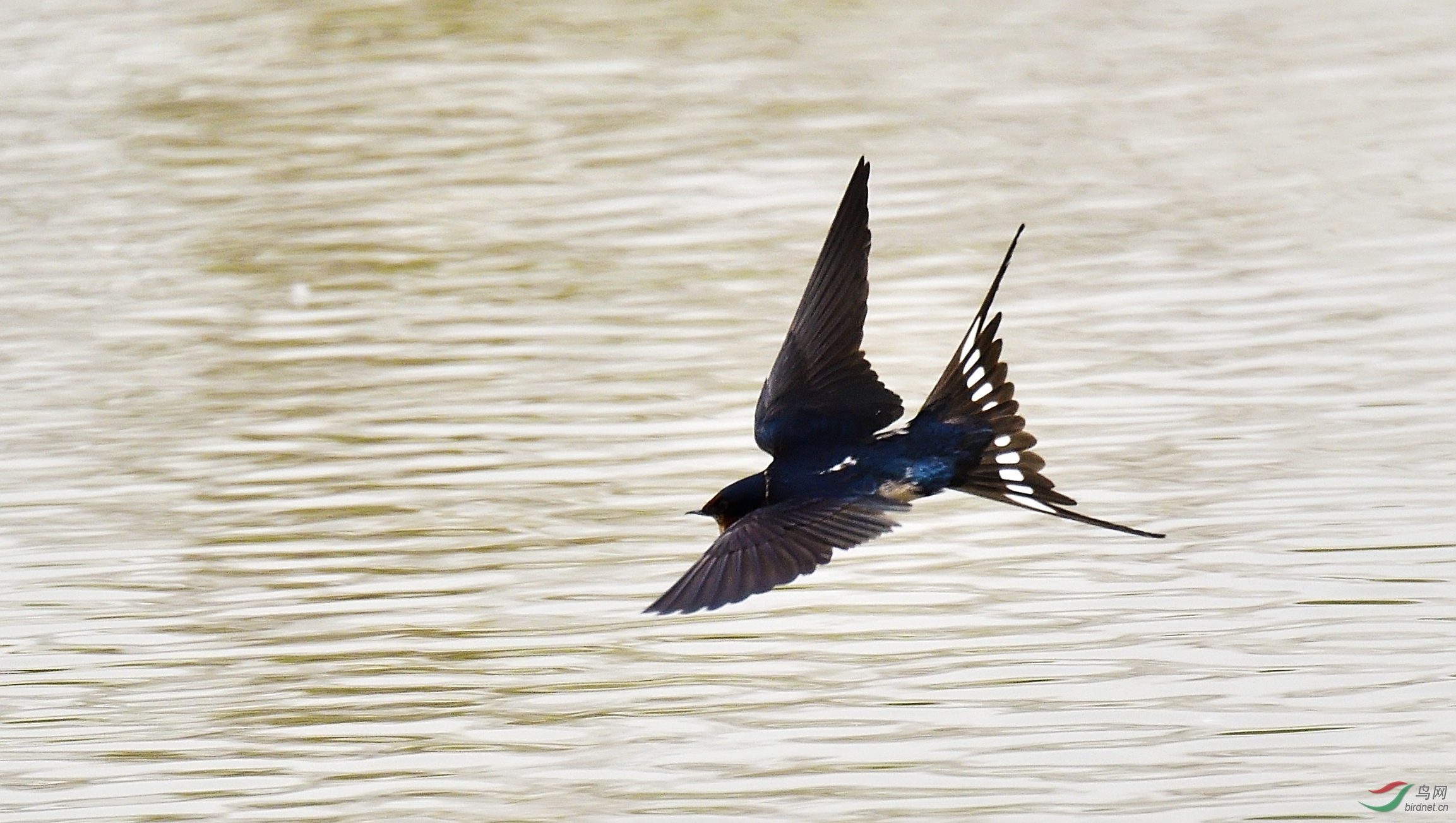 风的味道:飞燕集(荣获首页图文精华)
