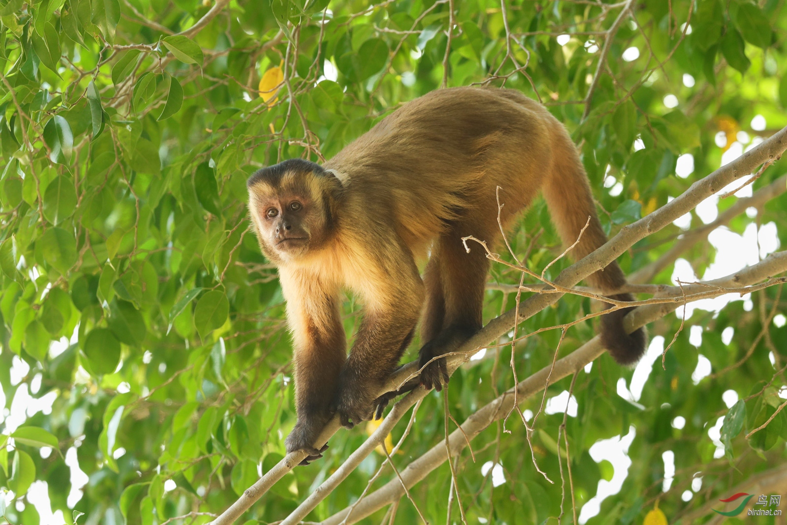[动物] 巴西猴-----祝老师们周末愉快!