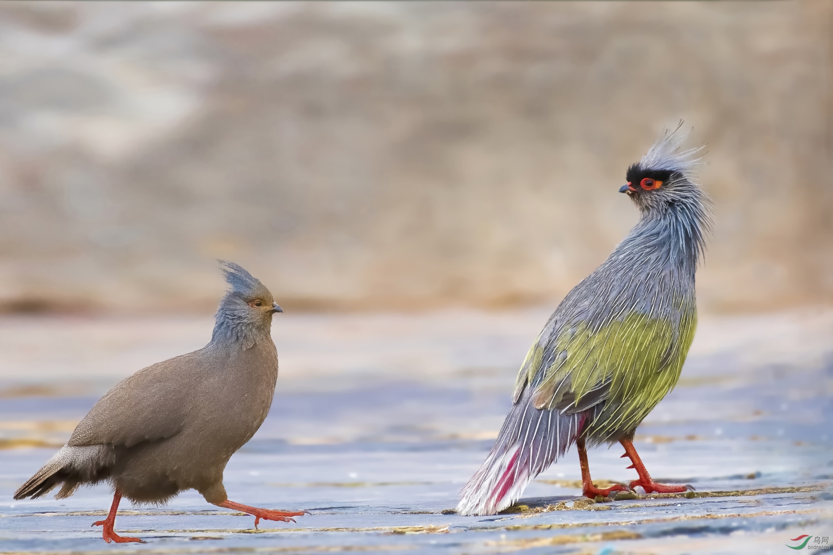 四川血雉拍摄于川西帕母岭寺祝贺荣获首页鸟类精华