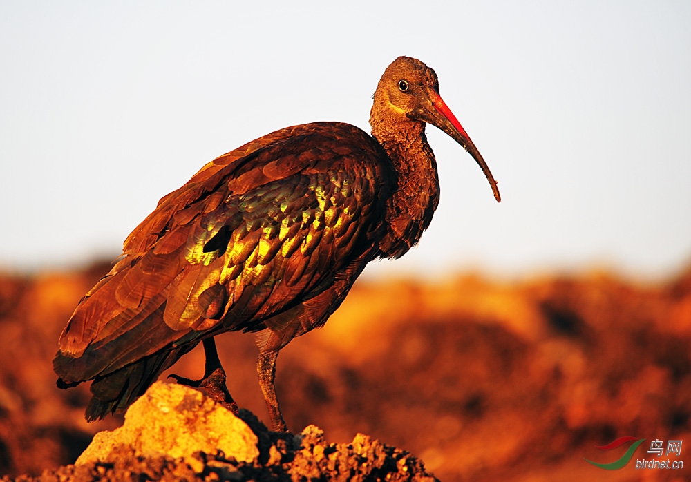 非洲大型鸟类系列之四十五噪鹮
