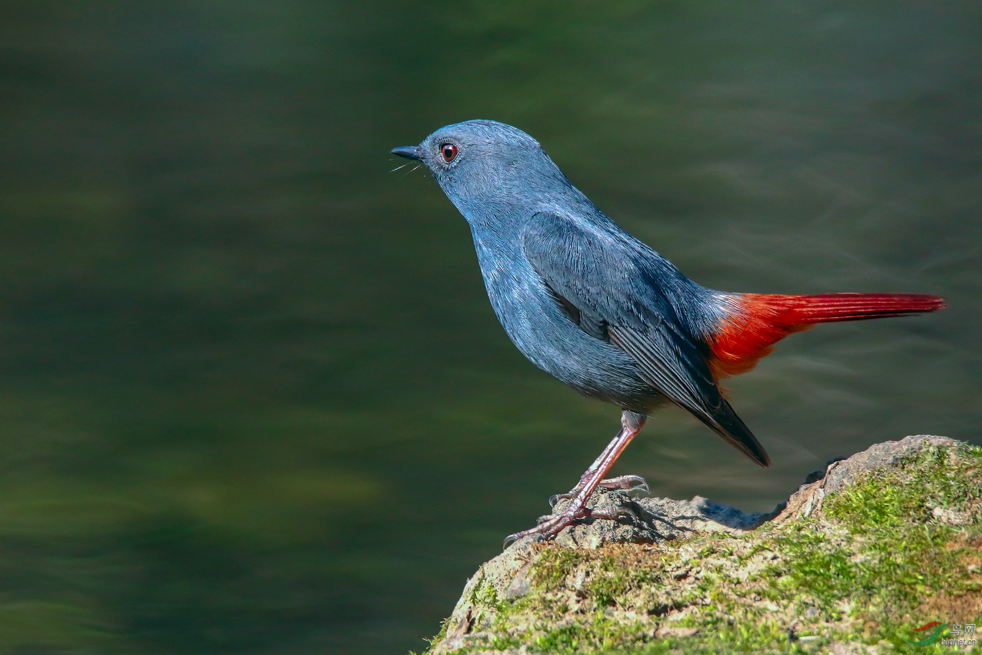 红尾水鸲三图