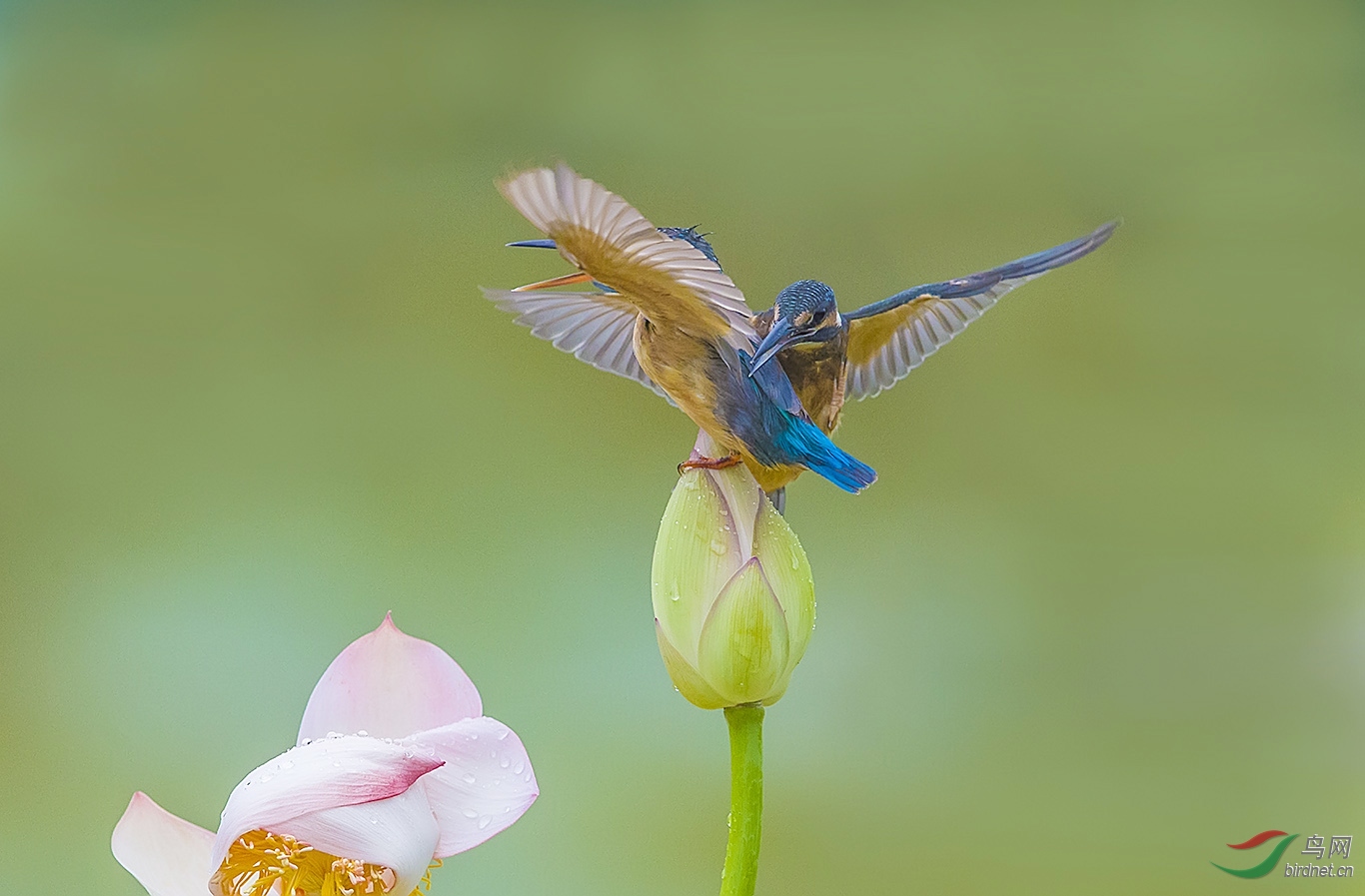 两只翠鸟同上荷花