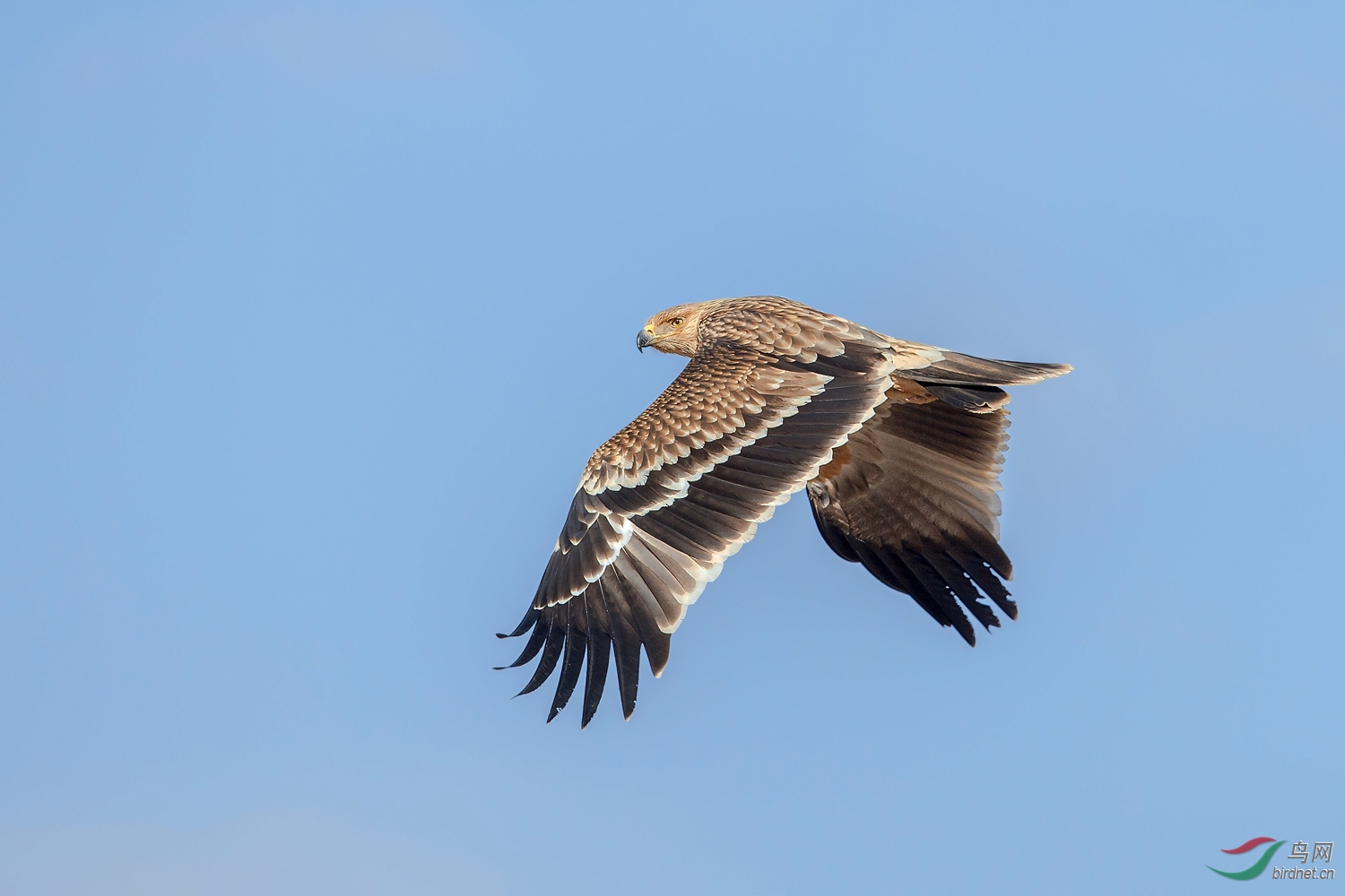 白肩雕 - 摄影师版鸟网
