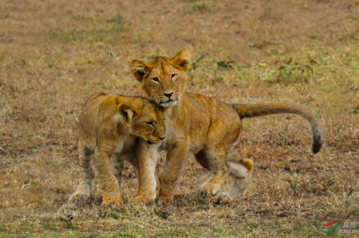 萌萌小狮(祝贺荣获首页动物精华)