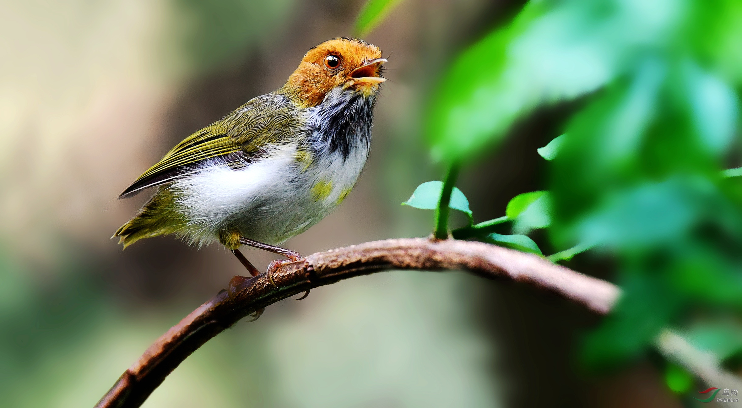 棕脸鹟莺秋鸣图