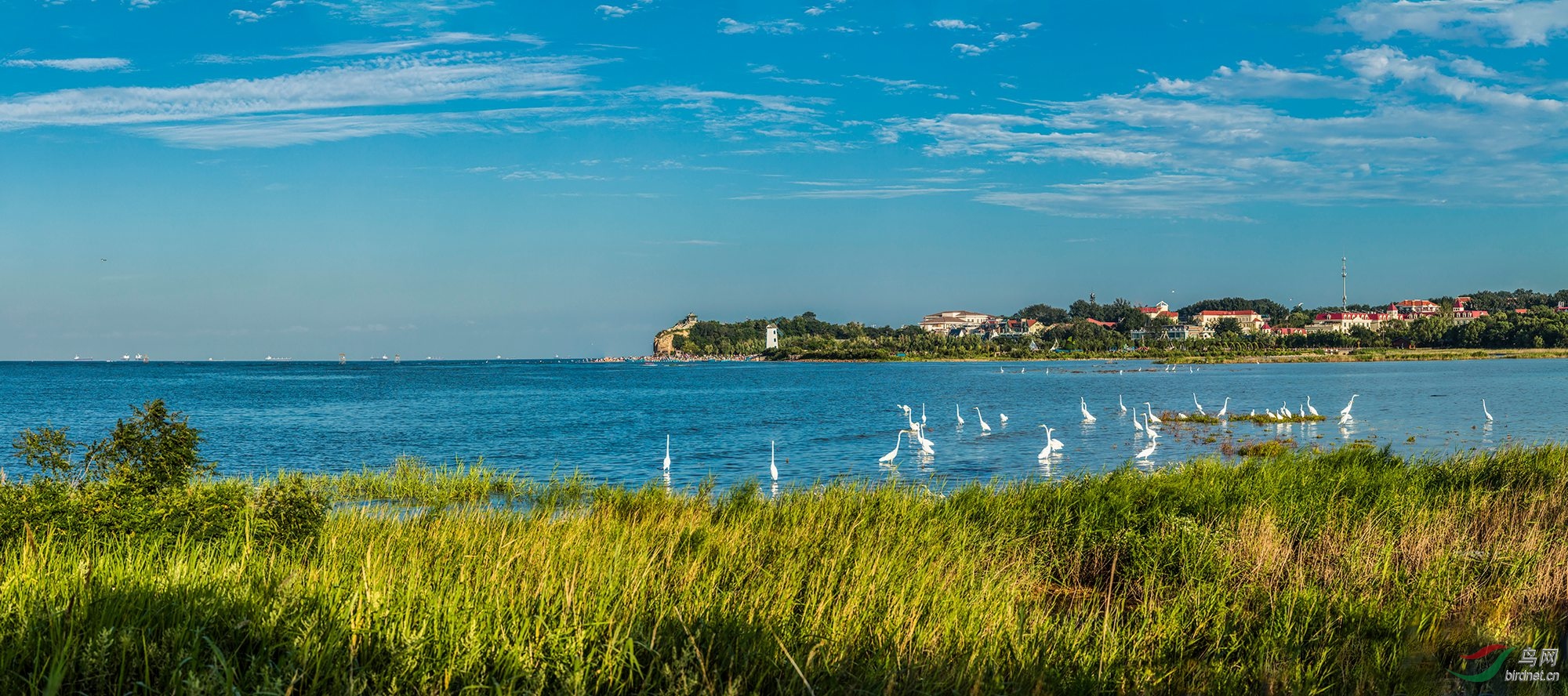 北戴河湿地合集