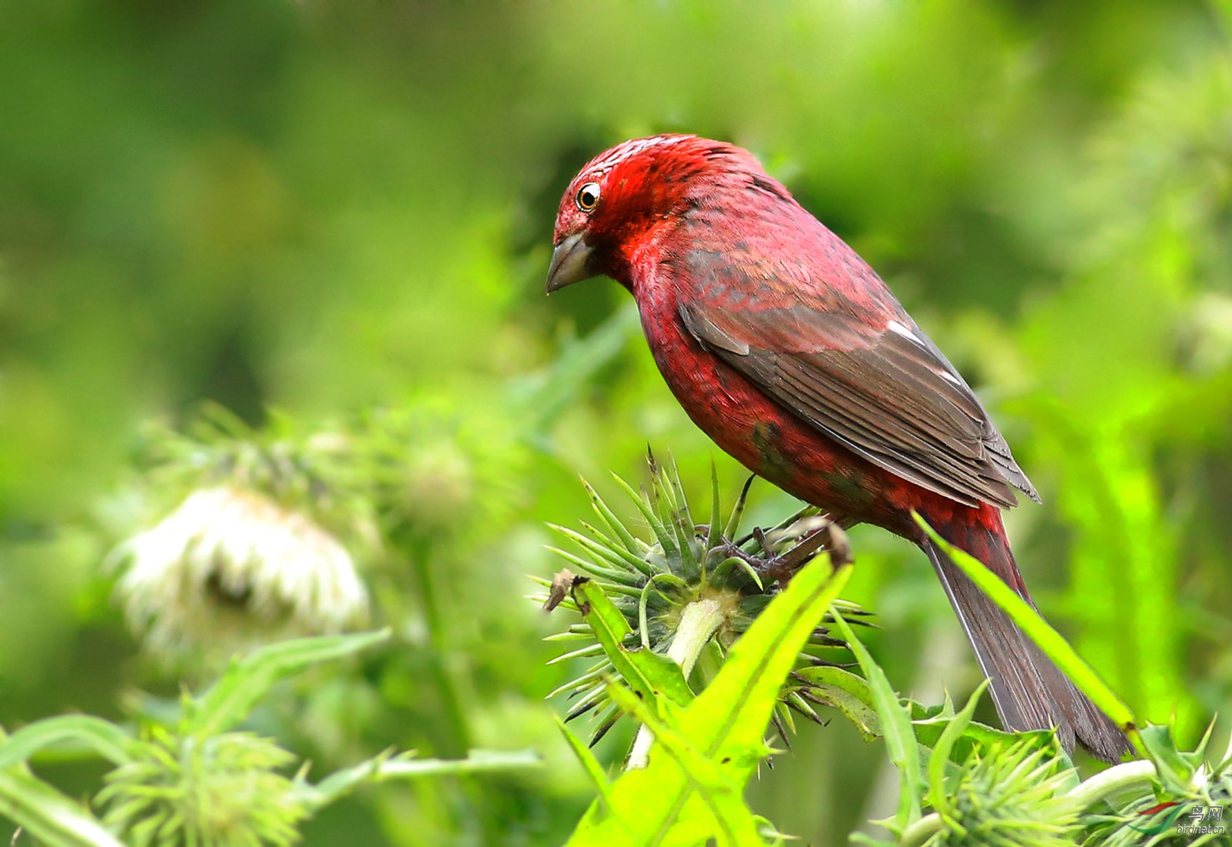 [林鸟] 红色精灵--酒红朱雀