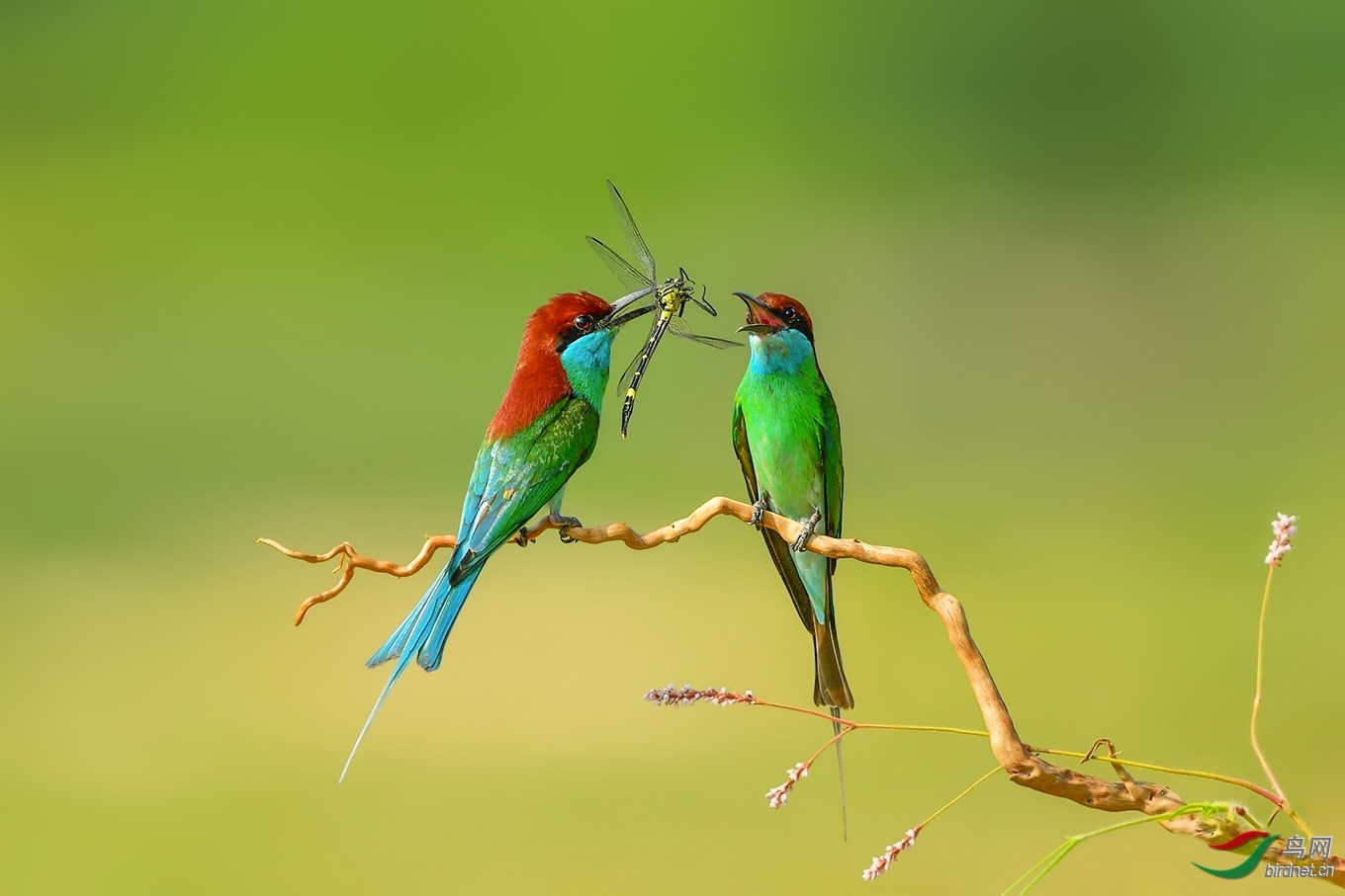 2018年四川版获首页每日一图,鸟类精华集锦～下半年《之三》