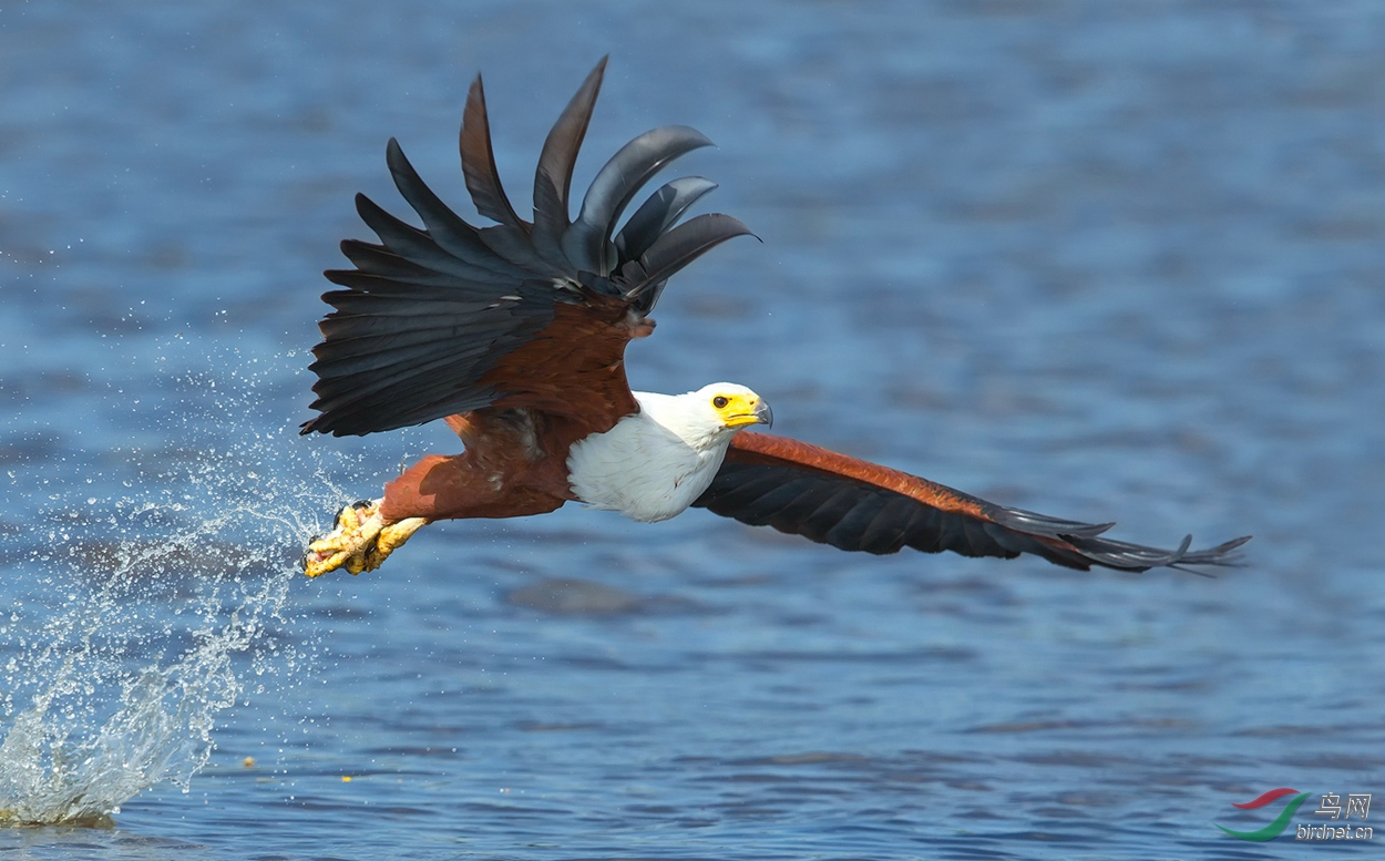 非洲渔雕祝贺荣获首页鸟类精华