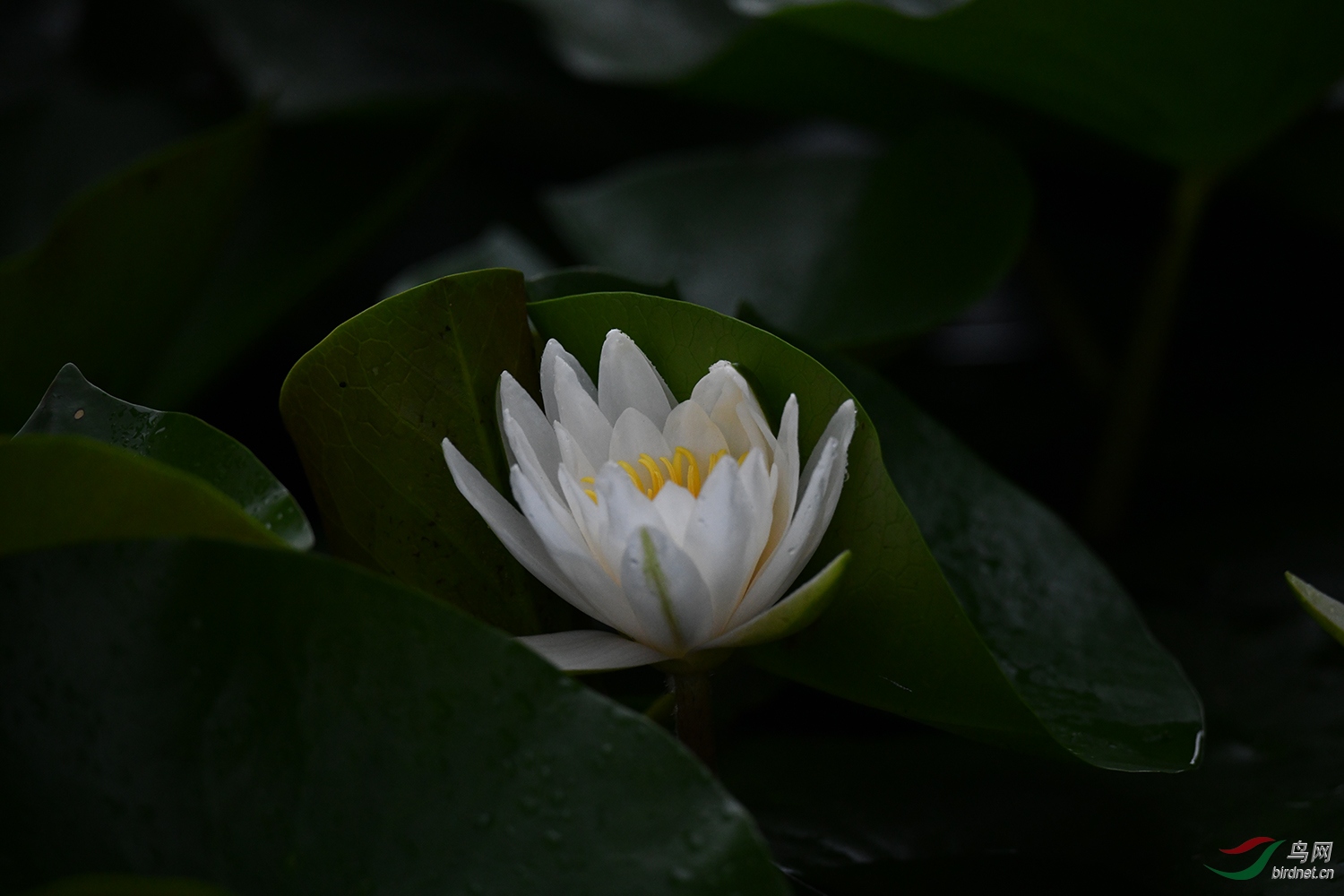 DSC_0285.jpg