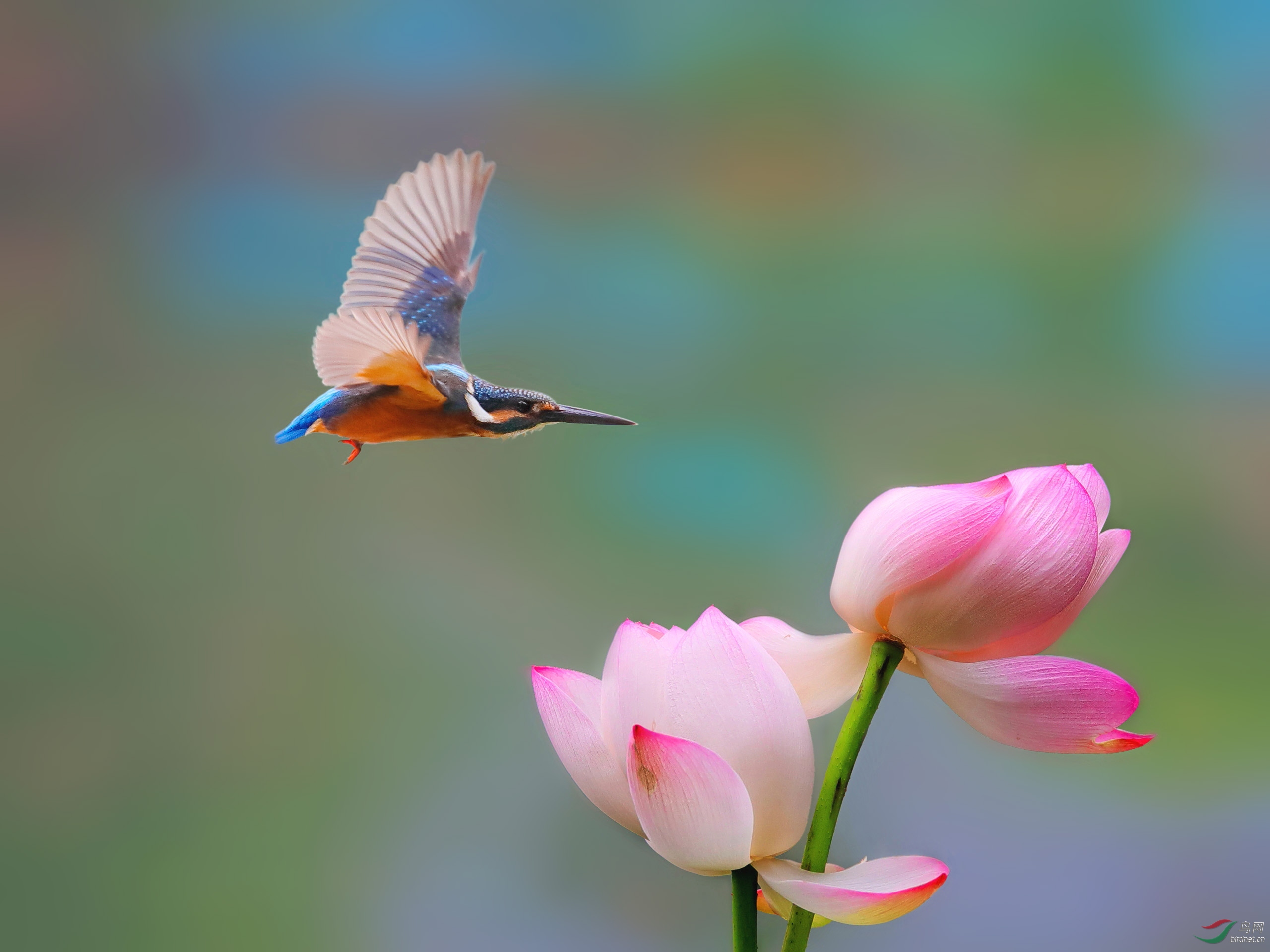 ==荷花翠鸟图==