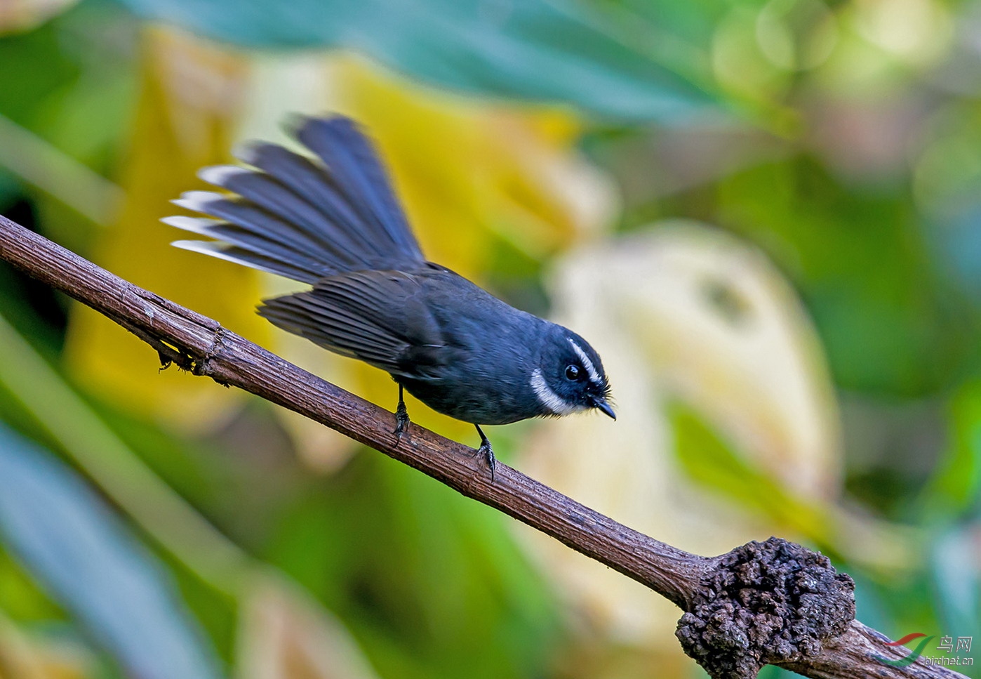 白喉扇尾鹟