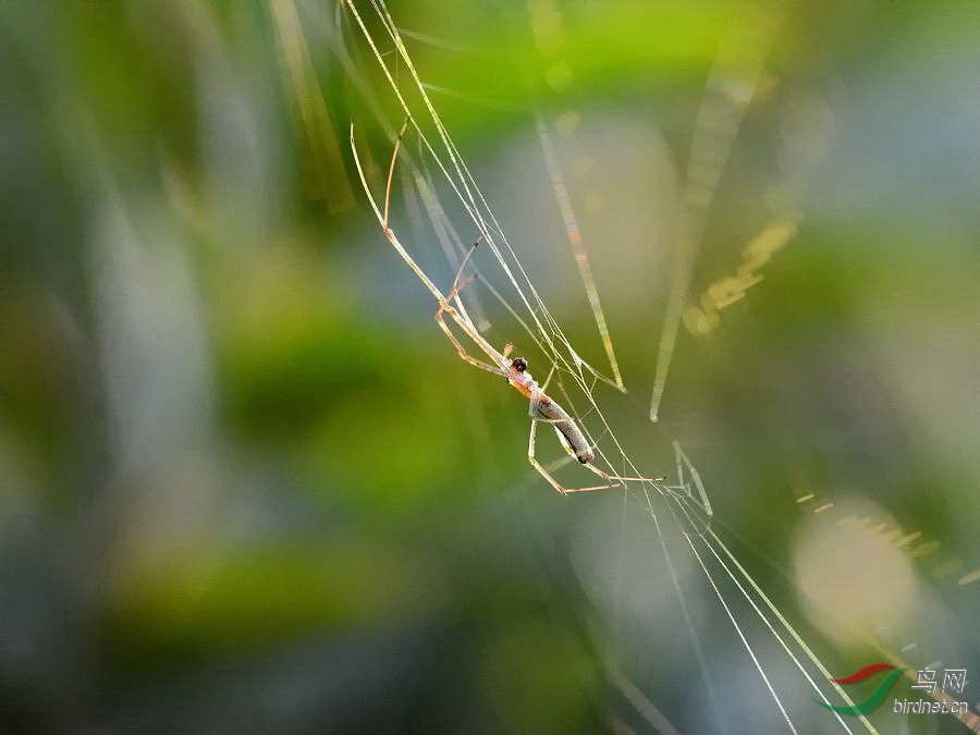 长脚蜘蛛 - 广西版 guangxi 鸟网