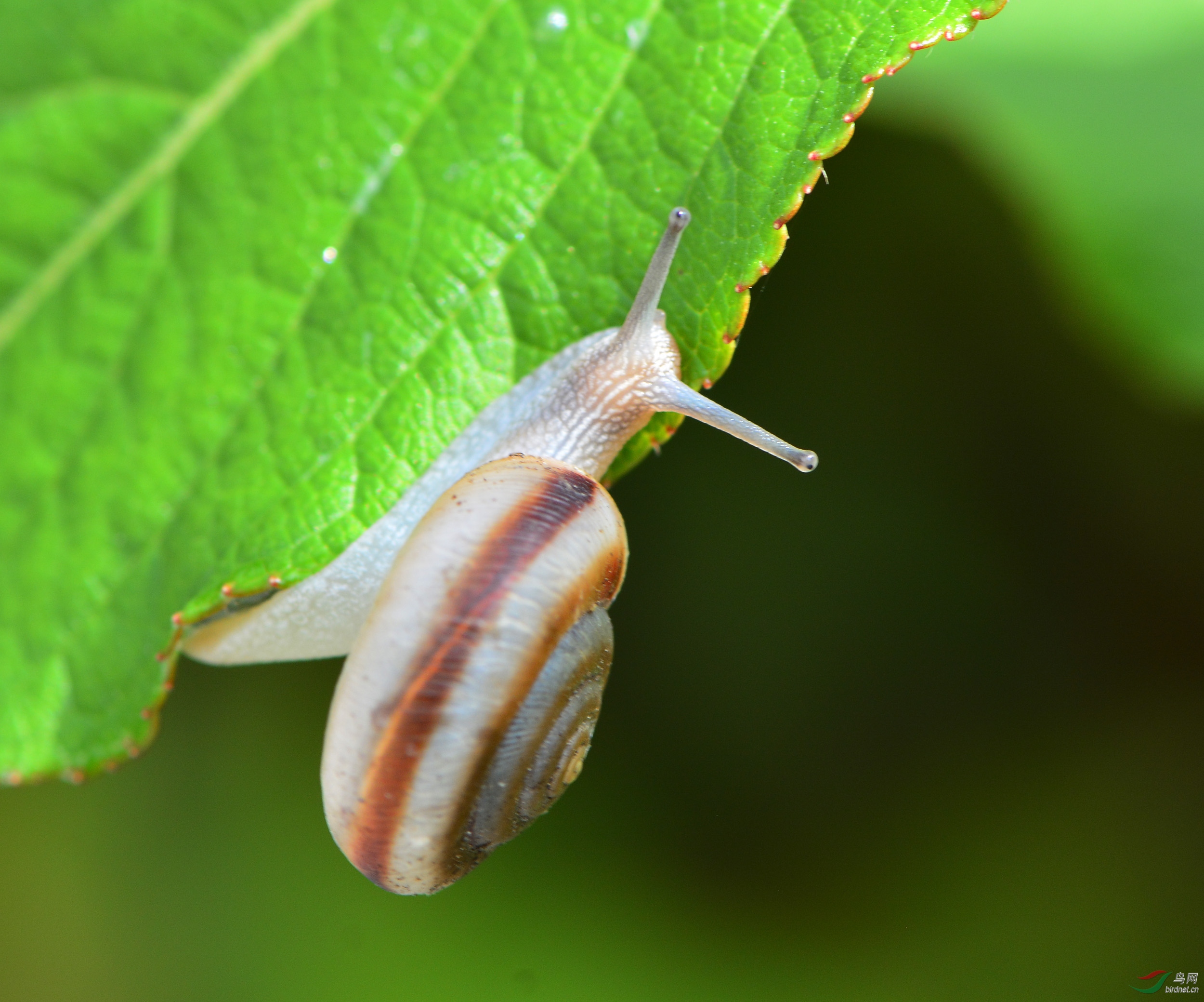 中国本土蜗牛品种图片