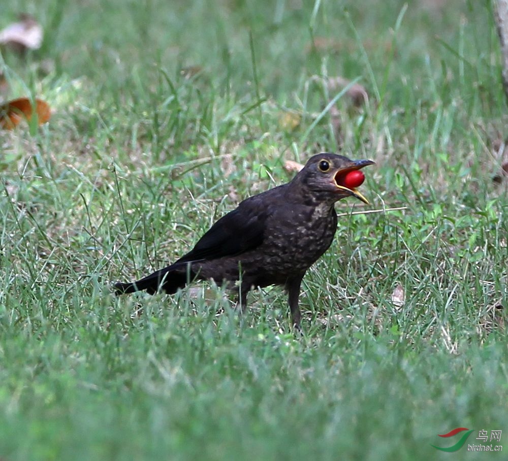 衔丹黑鸫 - 林鸟版 鸟网
