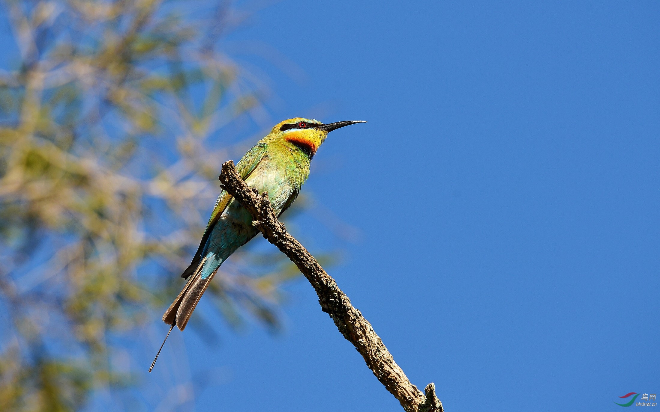 尼康d800拍片,锐不可挡——彩虹蜂虎!