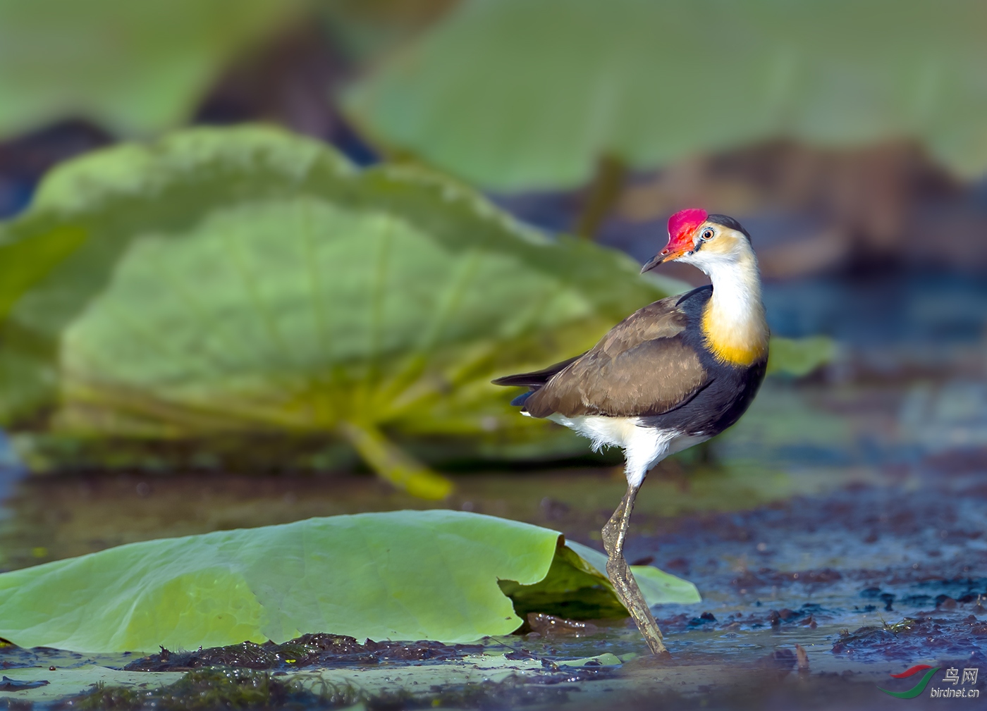 披绿映红冠水雉