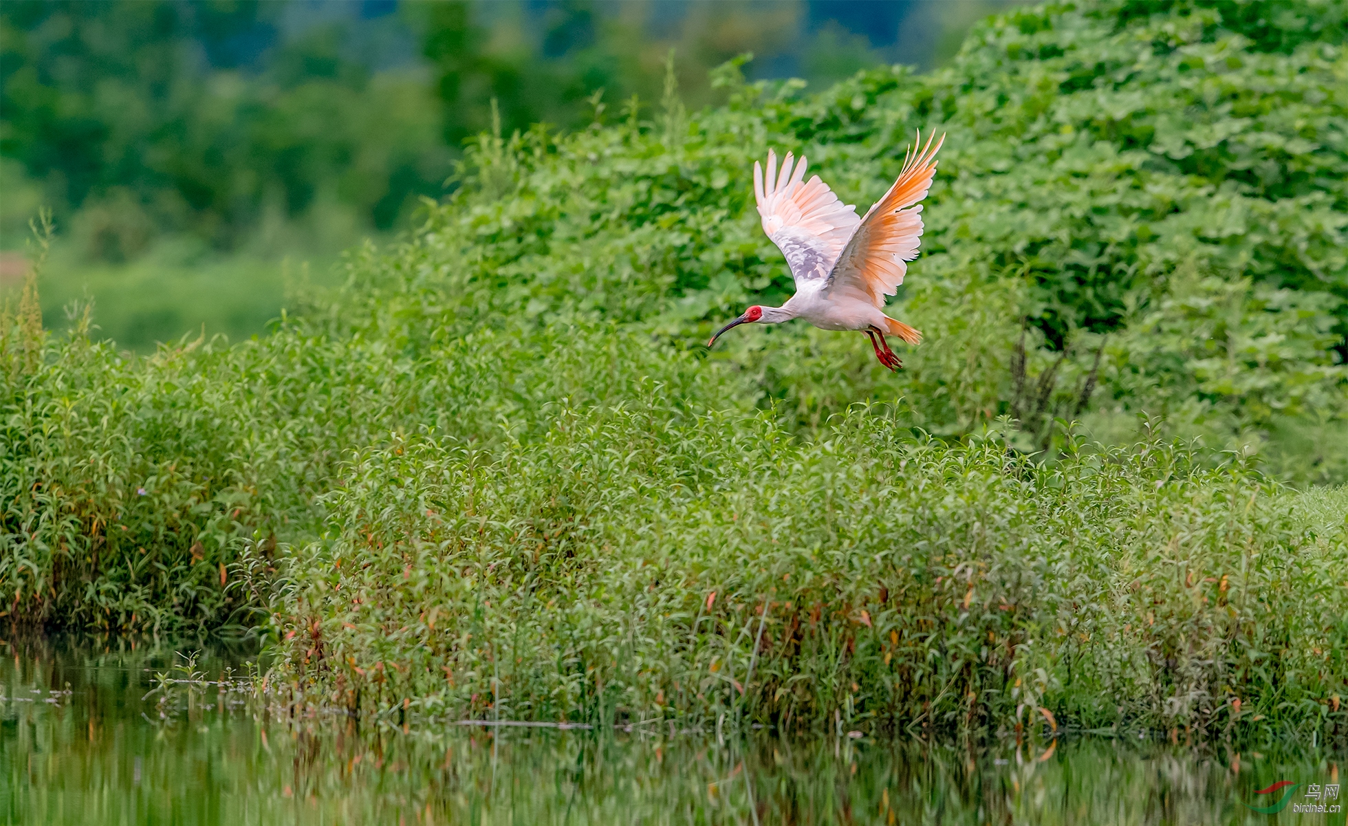 原生态——湿地朱鹮