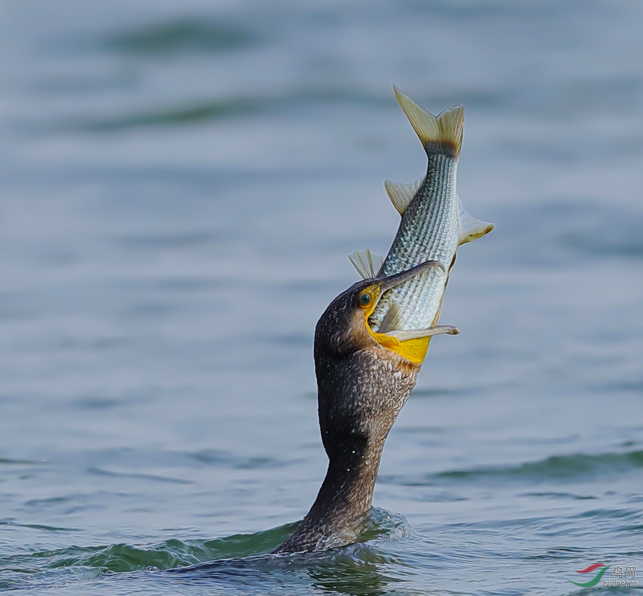 鸬鹚捕食恭贺老师佳作荣获首页精华