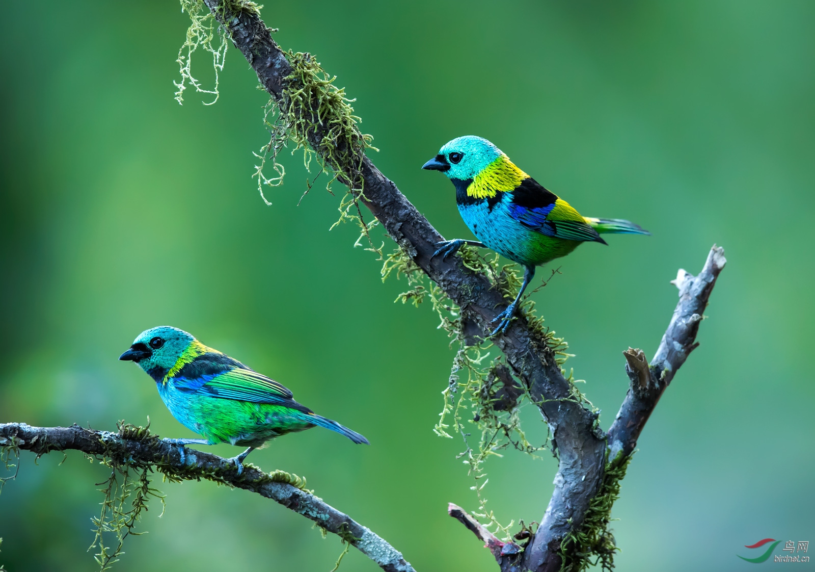 色彩绚丽的绿头唐纳雀 - vip版 鸟网