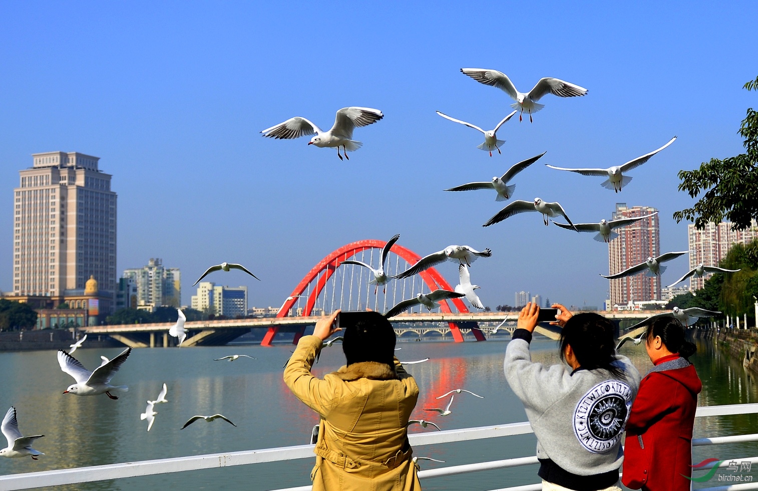 红嘴鸥的天堂——德阳旌湖