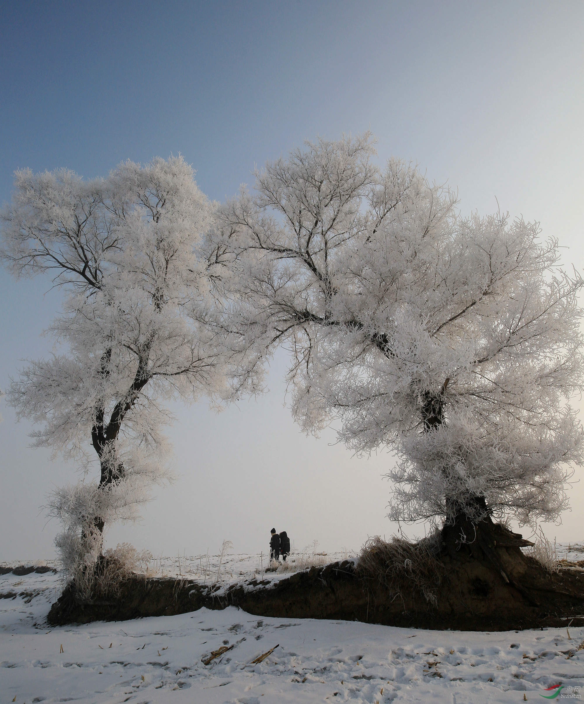 【凇雪之恋】吉林雾凇