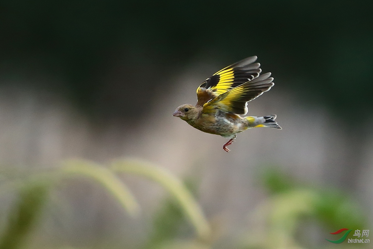 再发一组金翅鸟片片