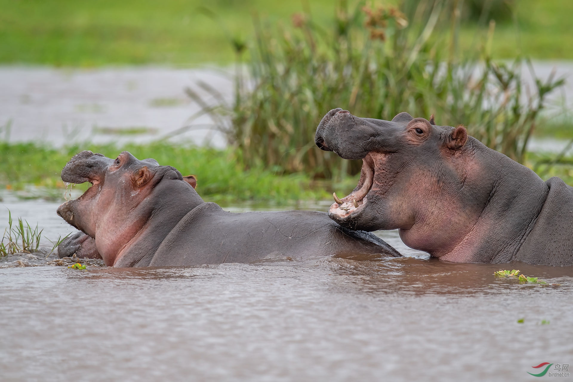 河马(祝贺获首页精华!