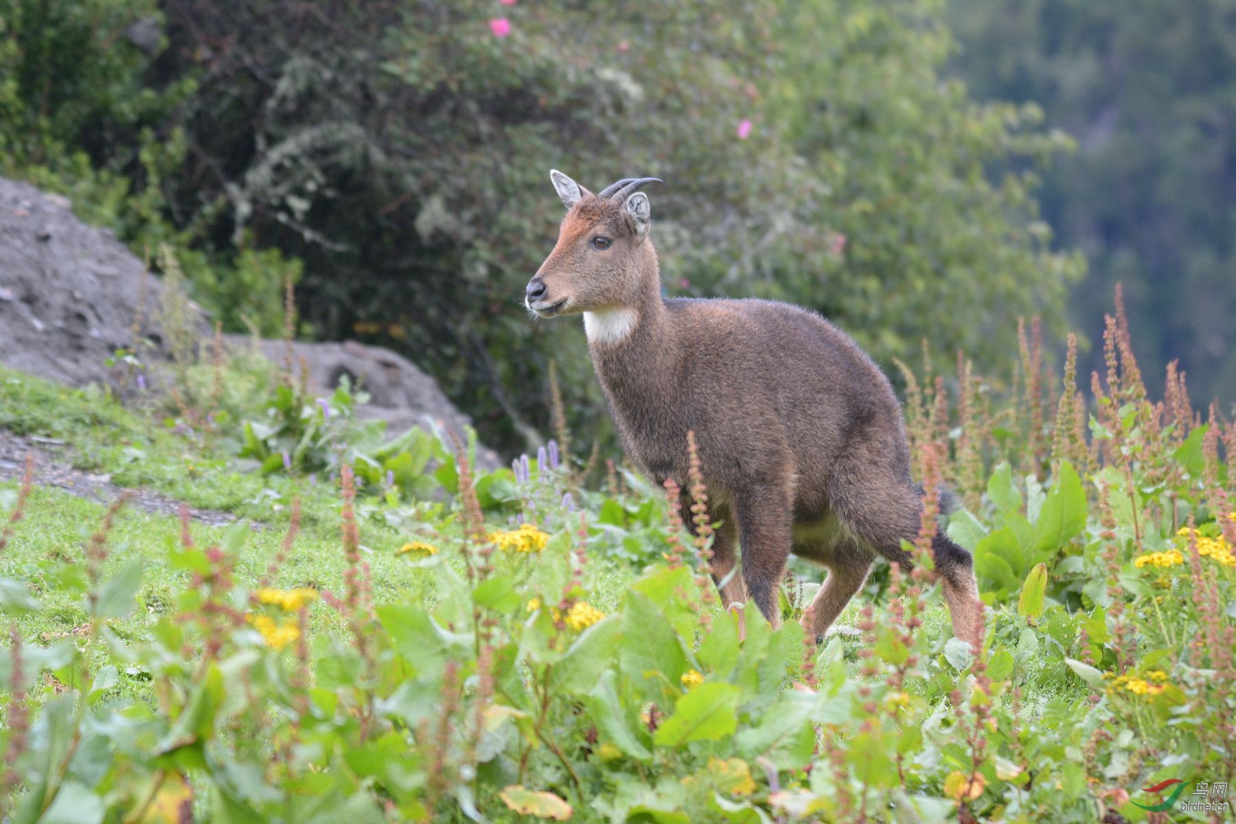 灰斑羚(祝贺老师的佳作荣获动物精华)