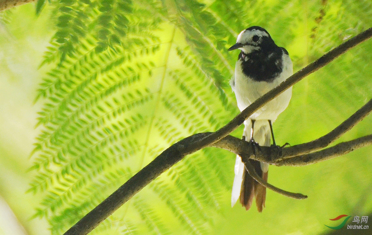 黑背白鹡(jī)鸰(líng)
