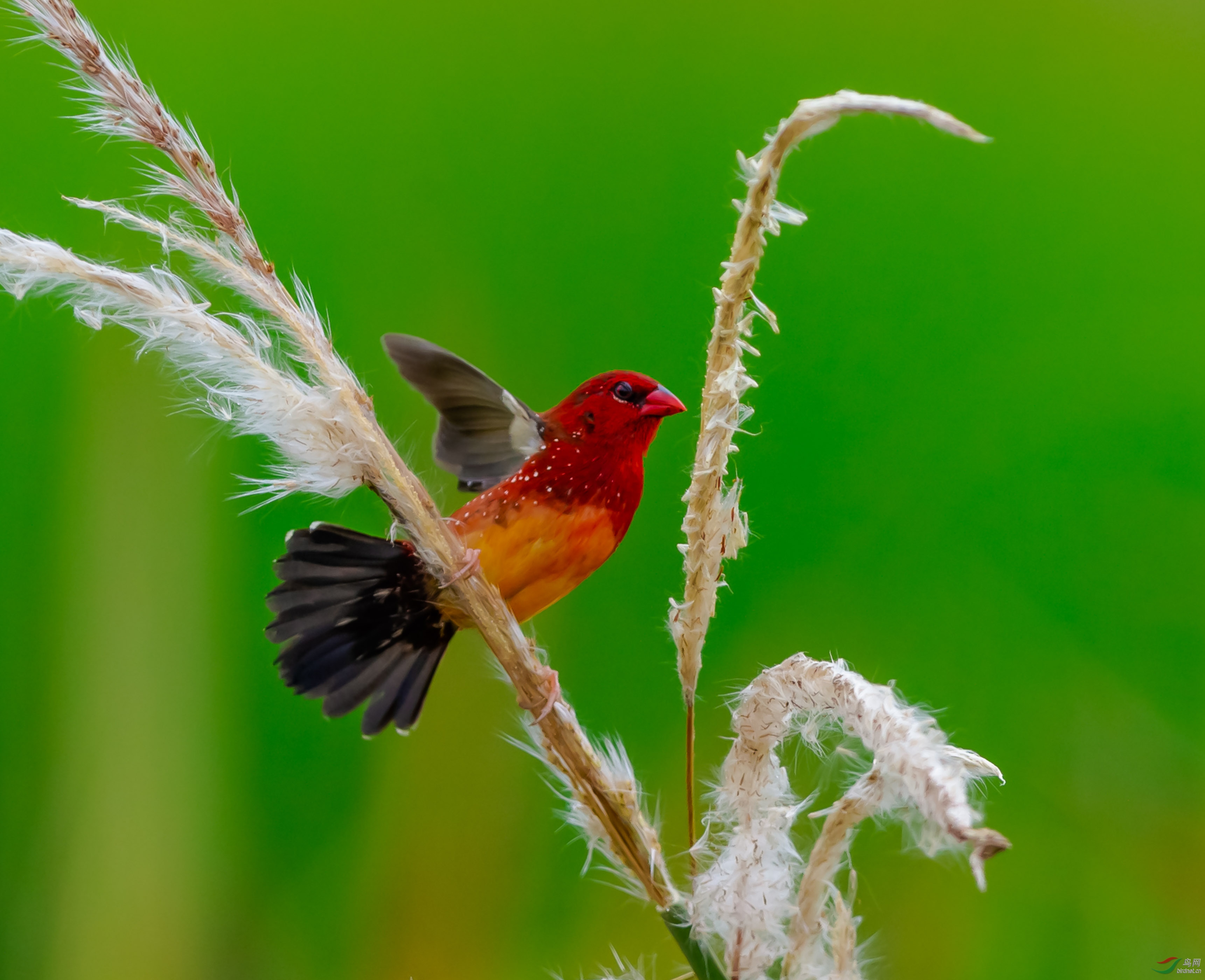 红梅花雀的爱枝