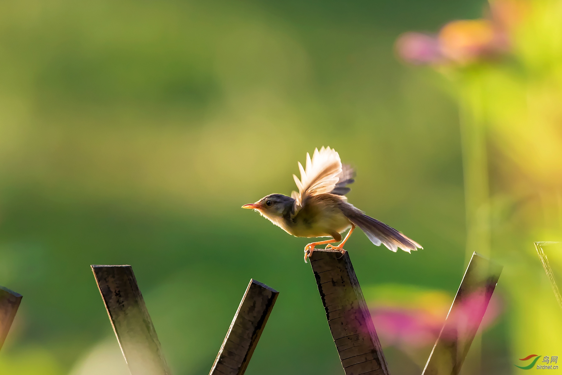 清晨学飞的小鸟